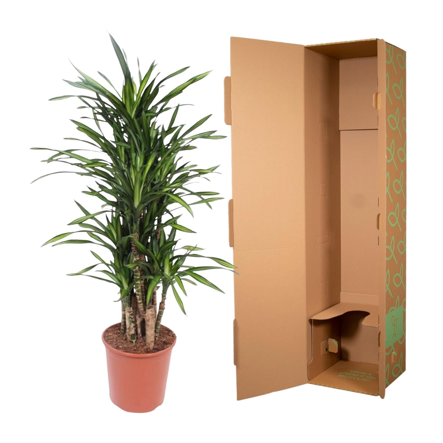 Dracaena Riki Ø 30 H 140 cm 3