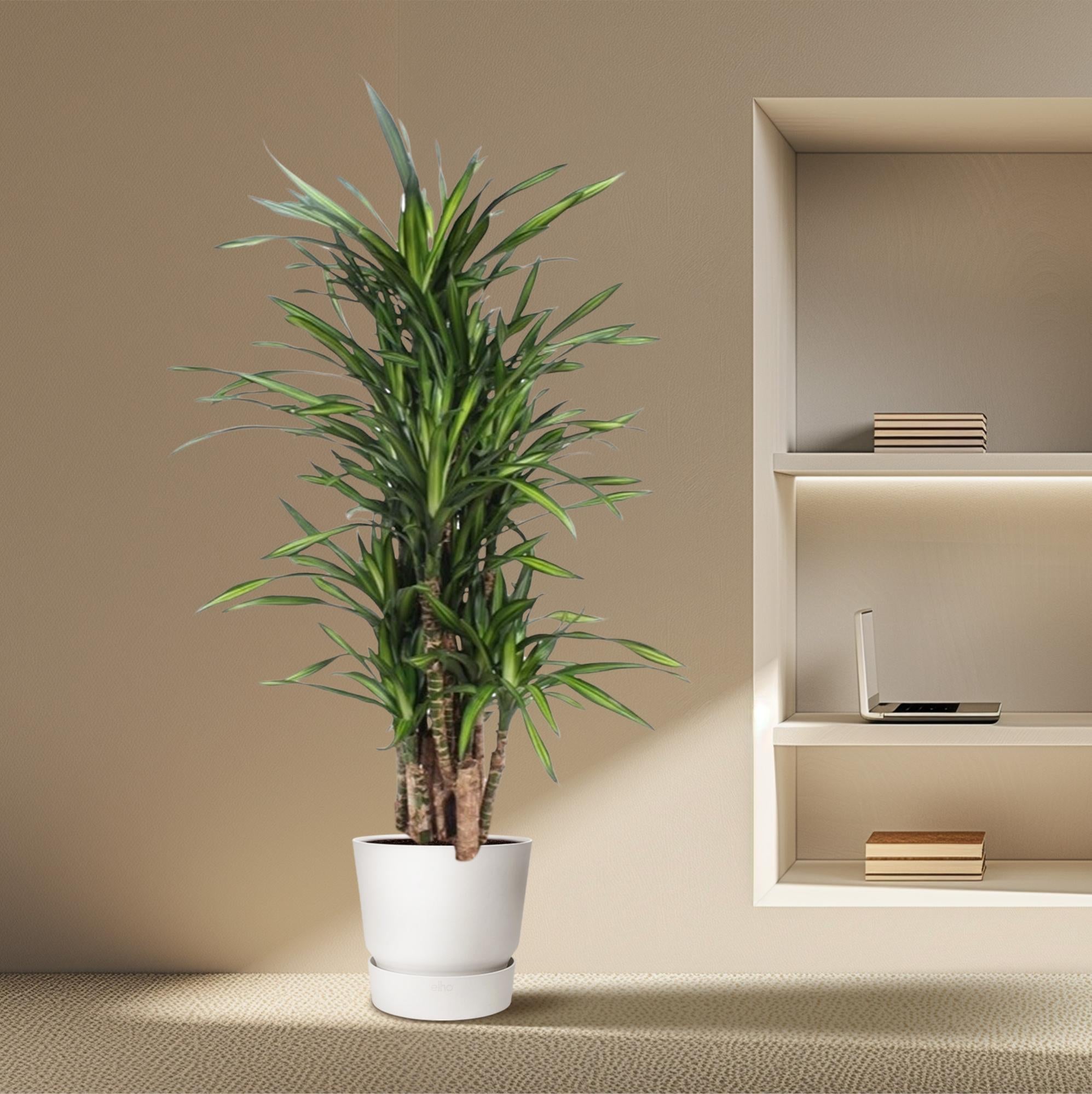Dracaena Riki Ø 30 H 140 cm 4