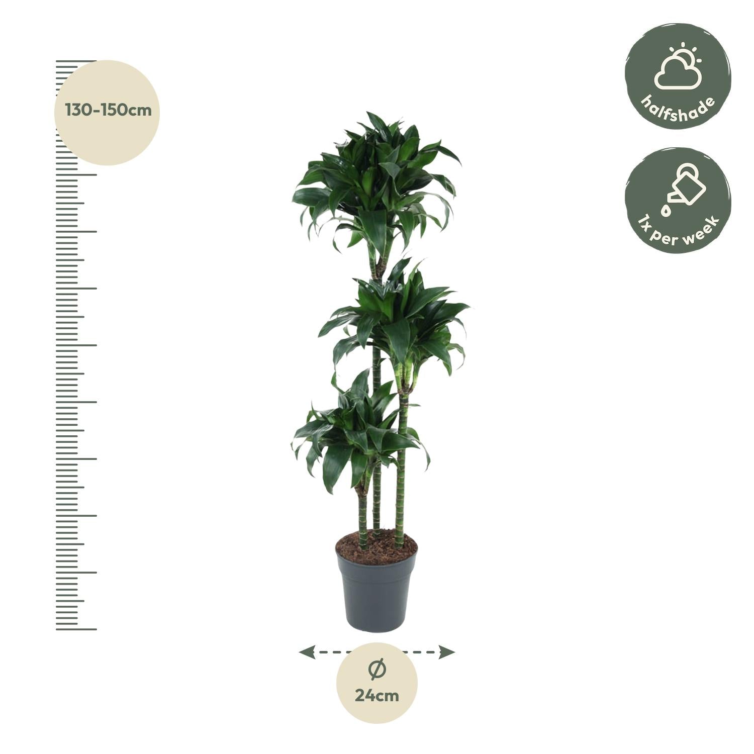 Dracaena Tatuada Ø 24 H 140 cm 2