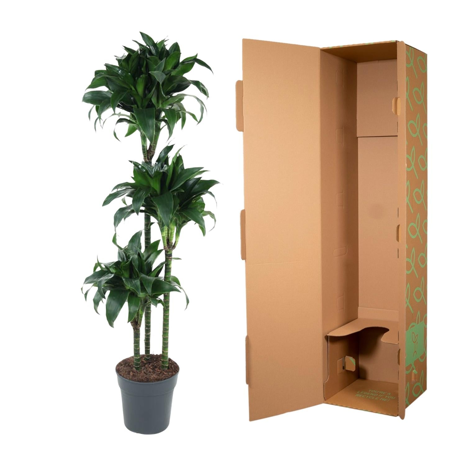 Dracaena Tatuada Ø 24 H 140 cm 3