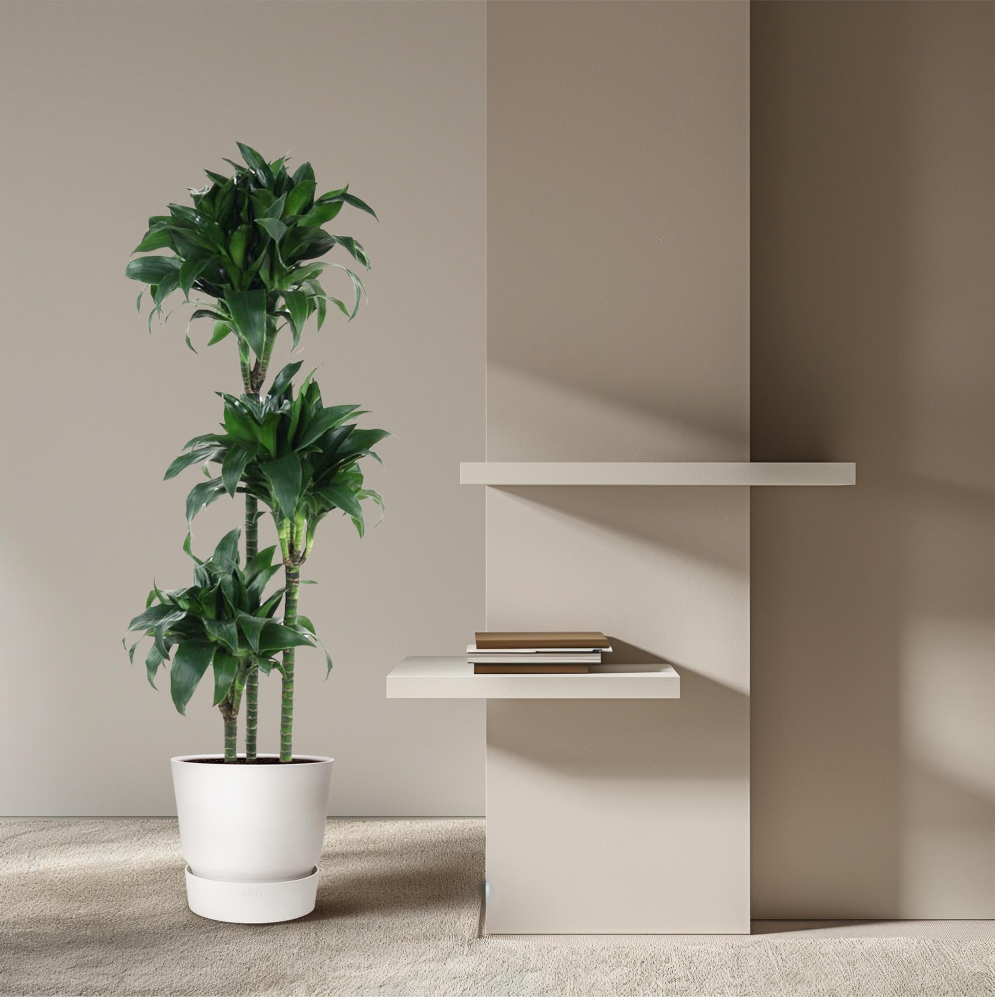 Dracaena Tatuada Ø 24 H 140 cm 4