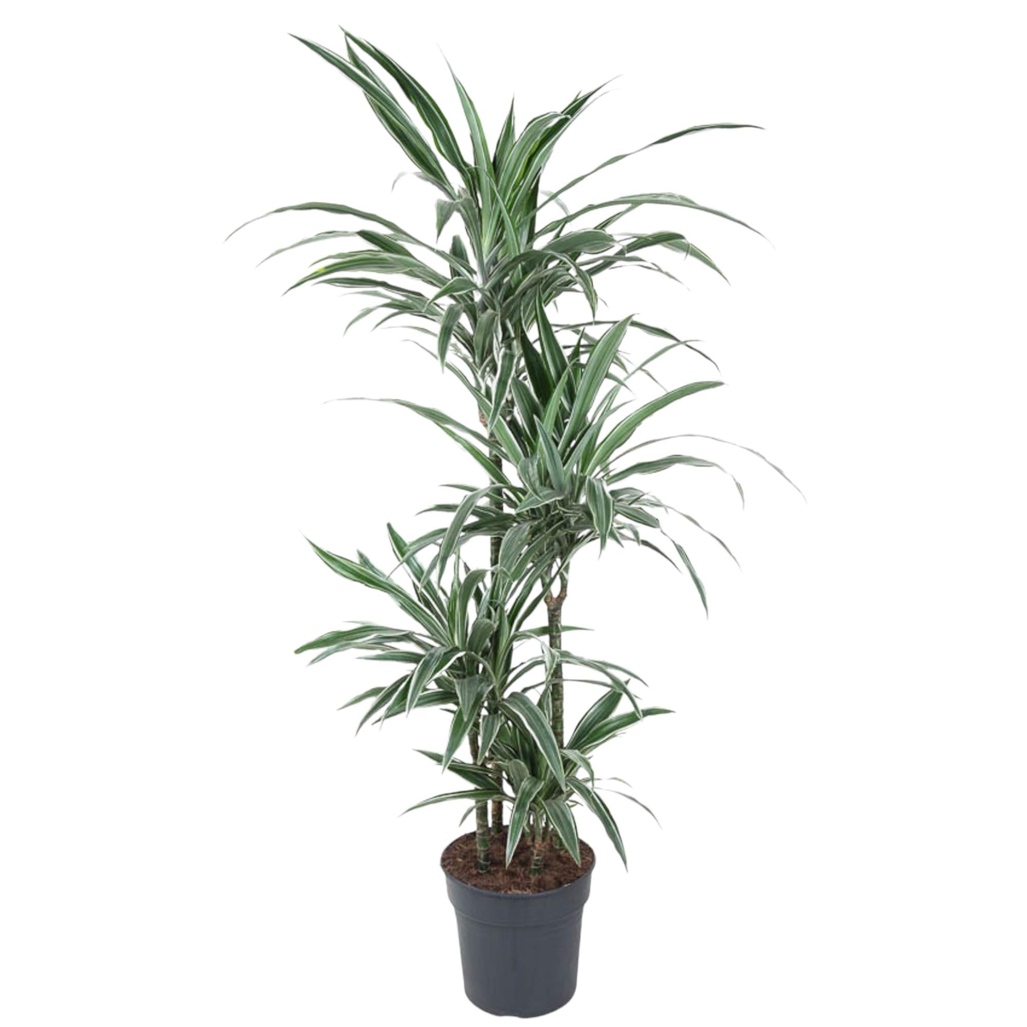 Dracaena Warneckei Ø 30 H 145 cm