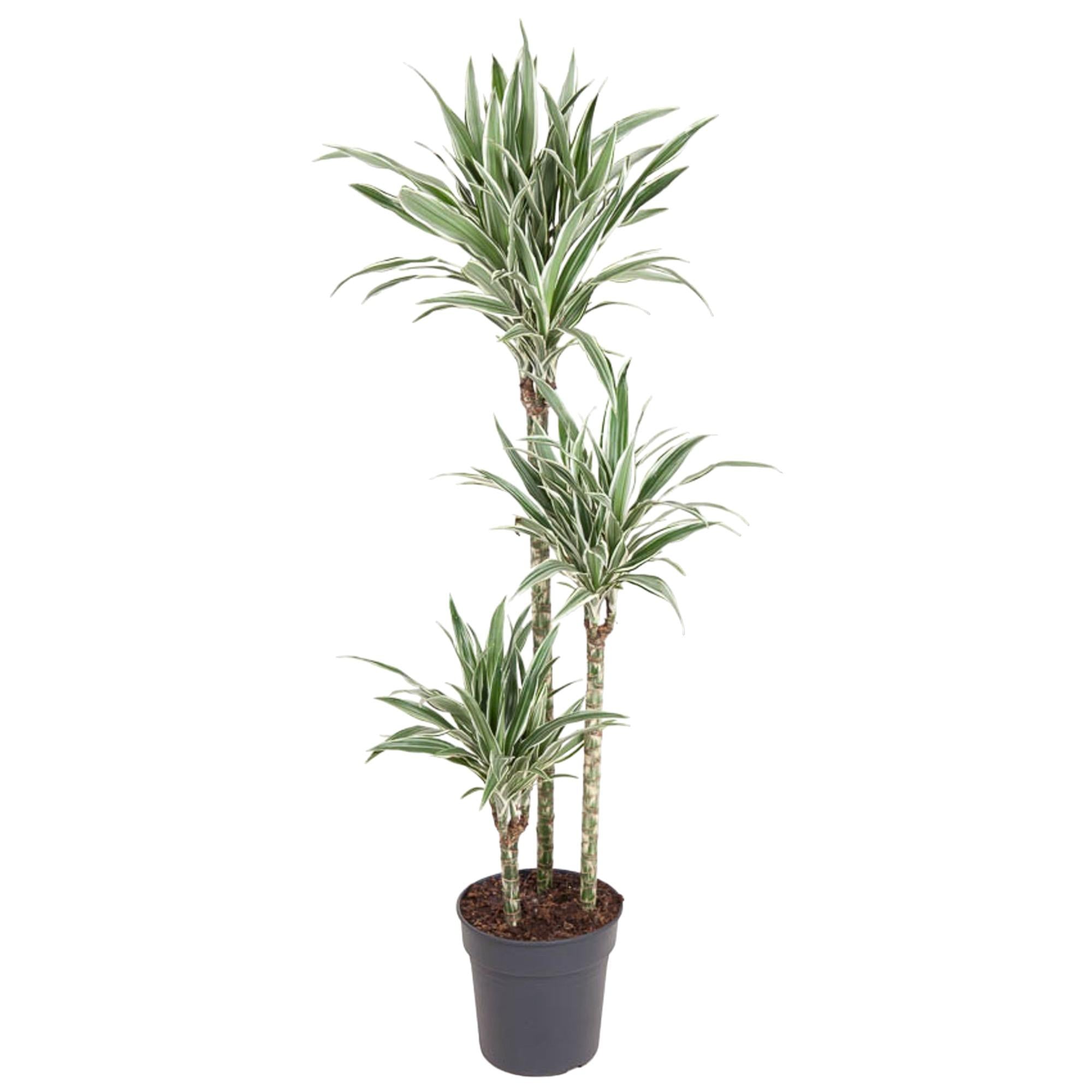 Dracaena White Stripe Ø 24 H 150 cm