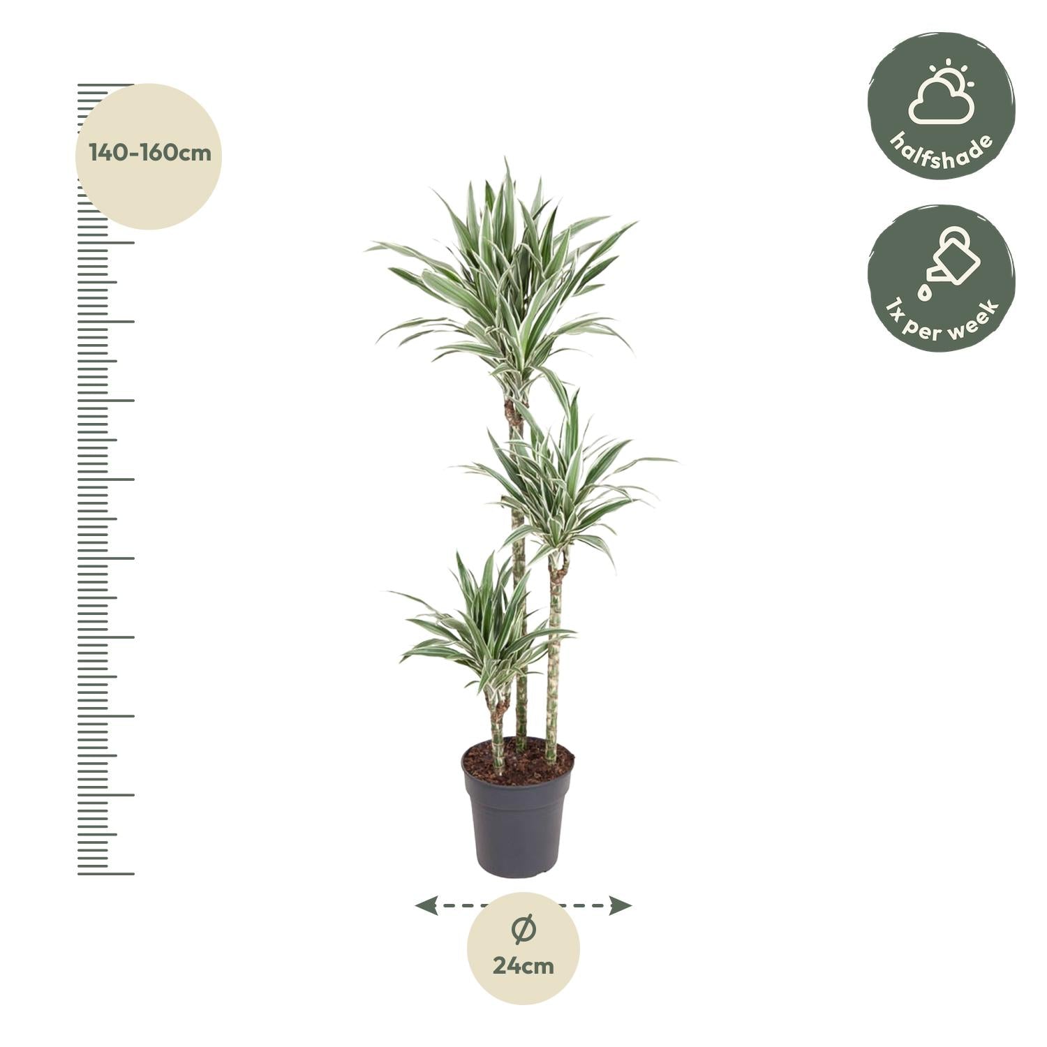 Dracaena White Stripe Ø 24 H 150 cm 2
