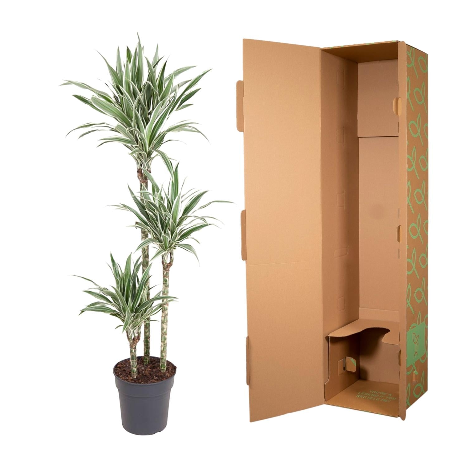Dracaena White Stripe Ø 24 H 150 cm 3