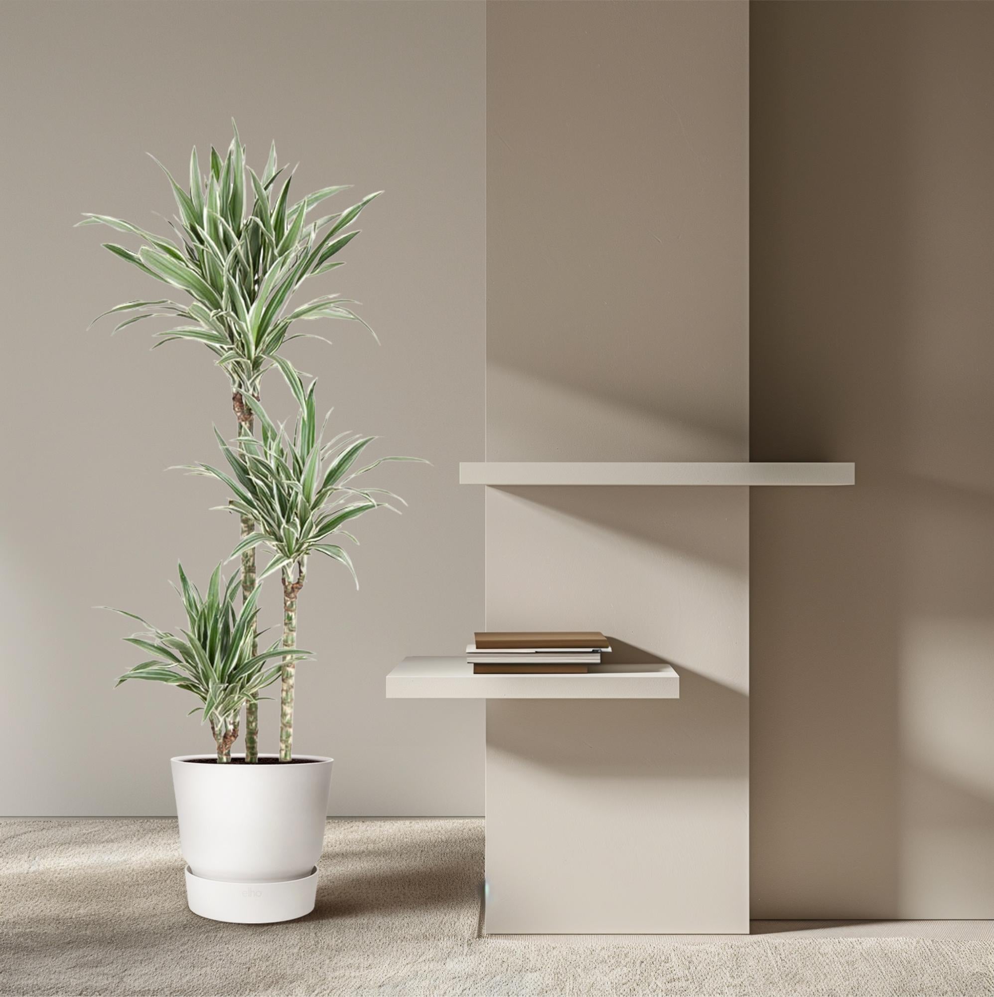 Dracaena White Stripe Ø 24 H 150 cm 4
