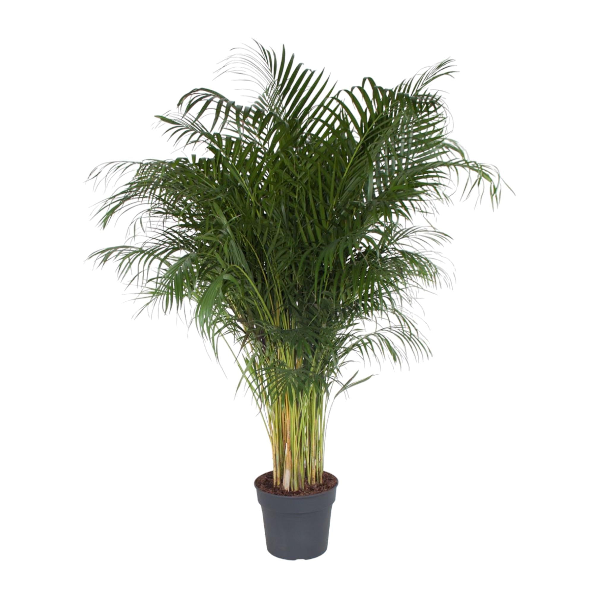 Dypsis Lutescens Ø 34 H 200 cm