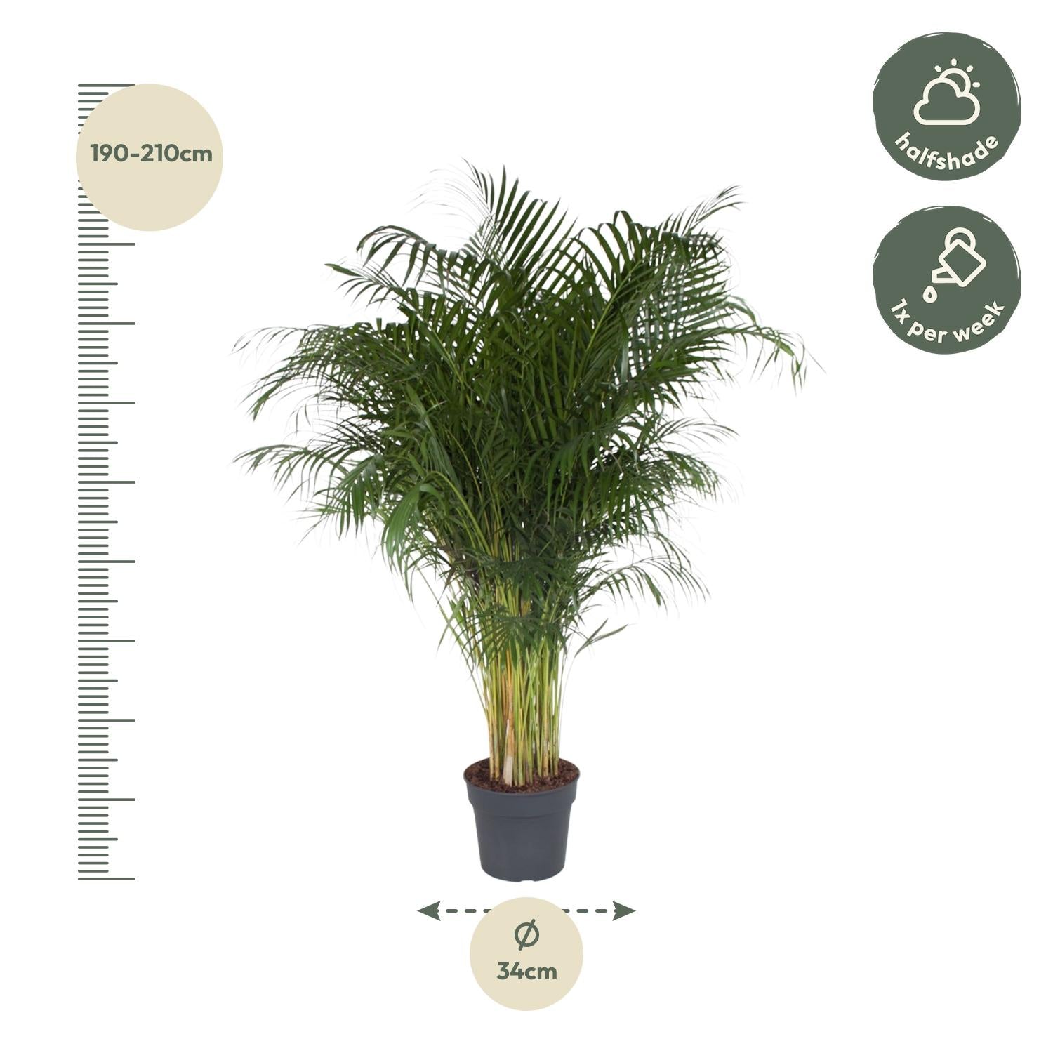 Dypsis Lutescens Ø 34 H 200 cm 2