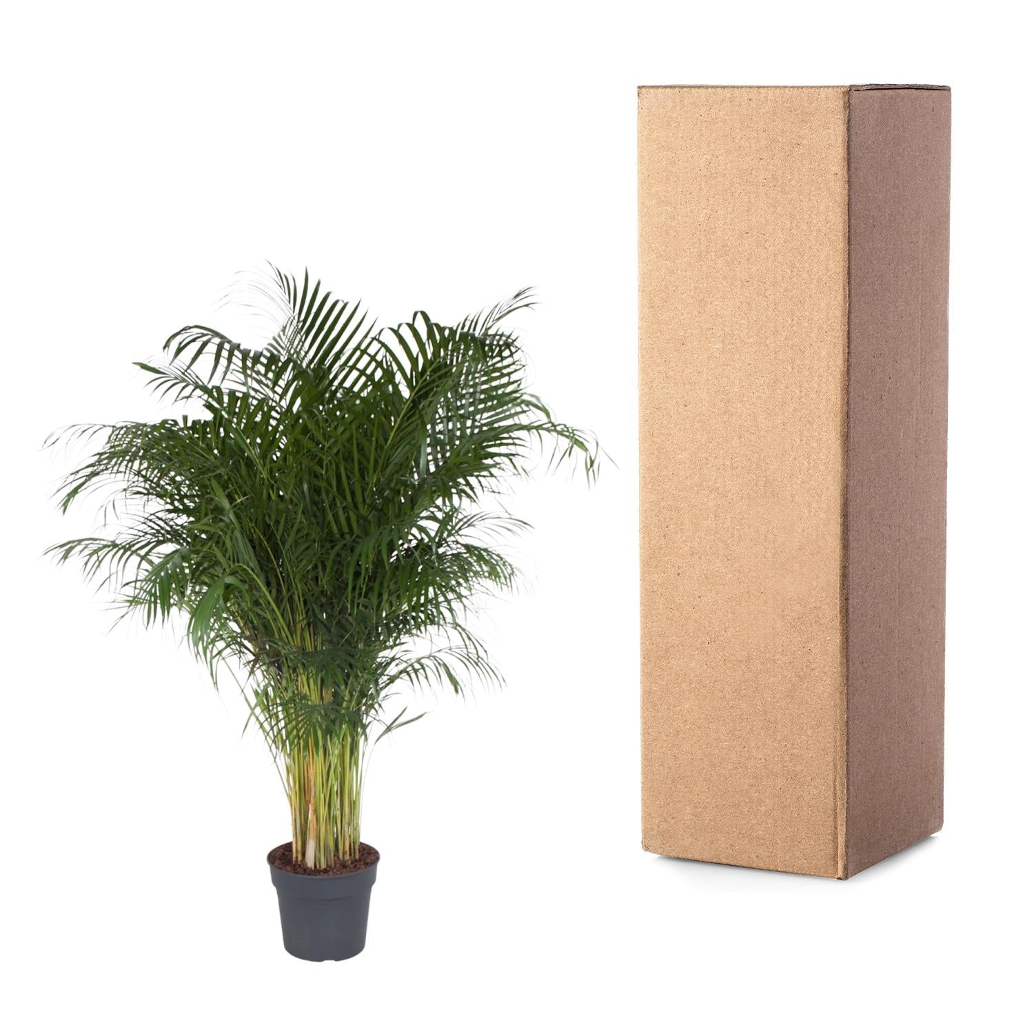Dypsis Lutescens Ø 34 H 200 cm 3