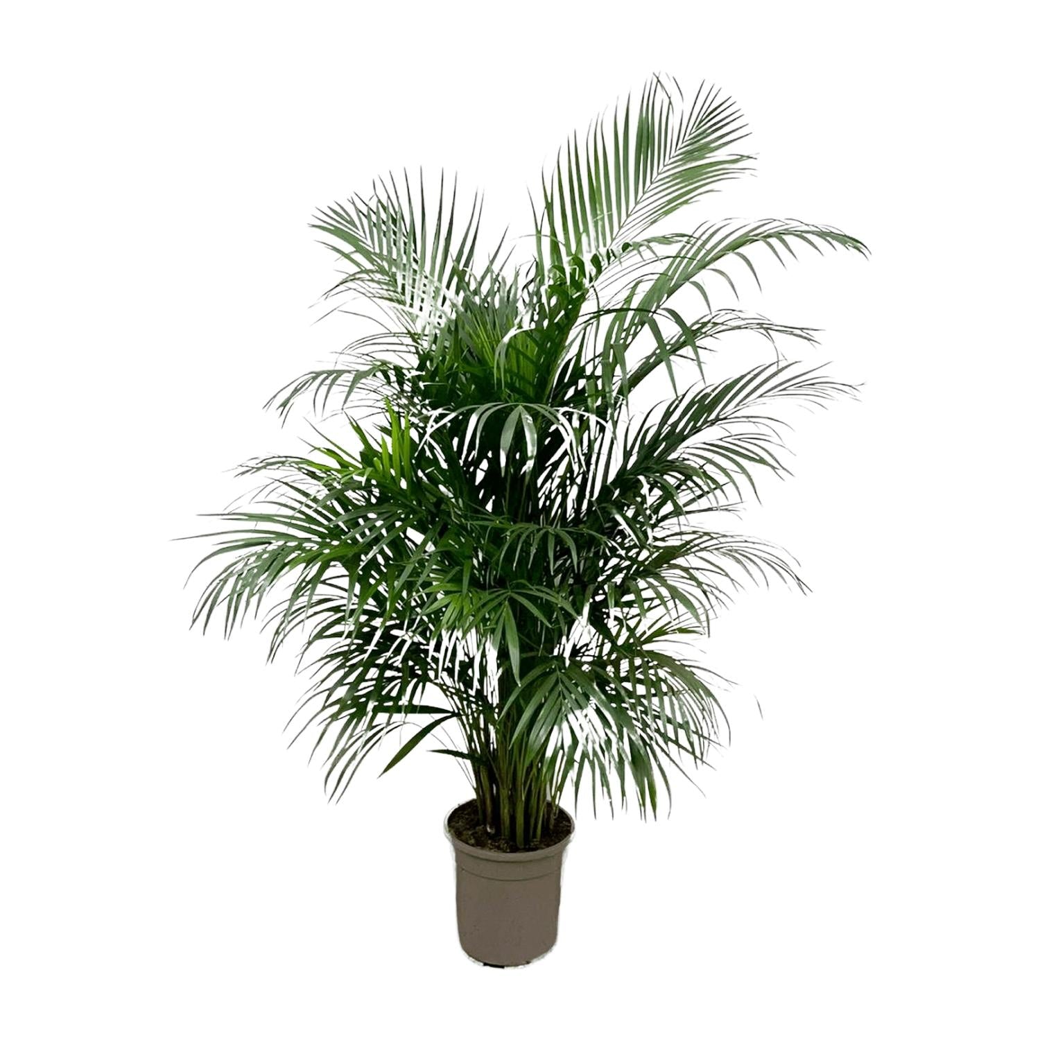 Dypsis Lutescens (Areca Palm) Ø 24 H 150 cm