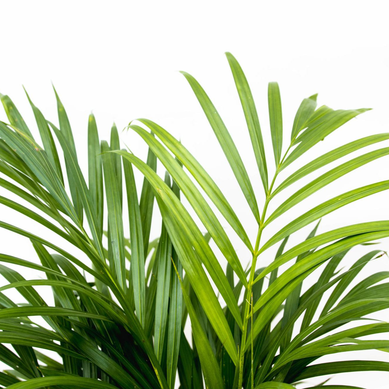 Dypsis Lutescens (Areca Palm) Ø 24 H 150 cm 2