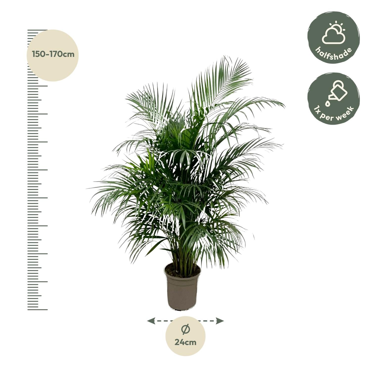 Dypsis Lutescens (Areca Palm) Ø 24 H 150 cm 3
