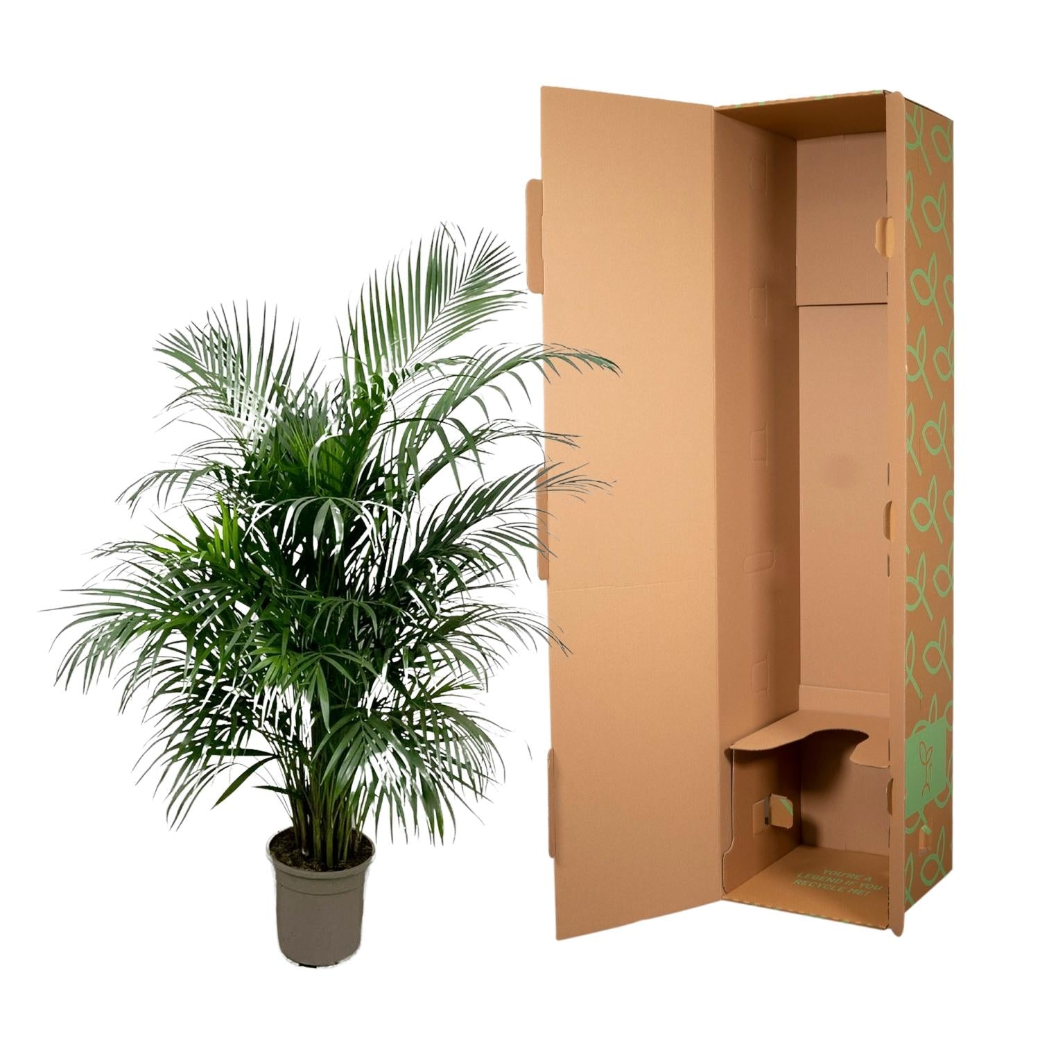 Dypsis Lutescens (Areca Palm) Ø 24 H 150 cm 4