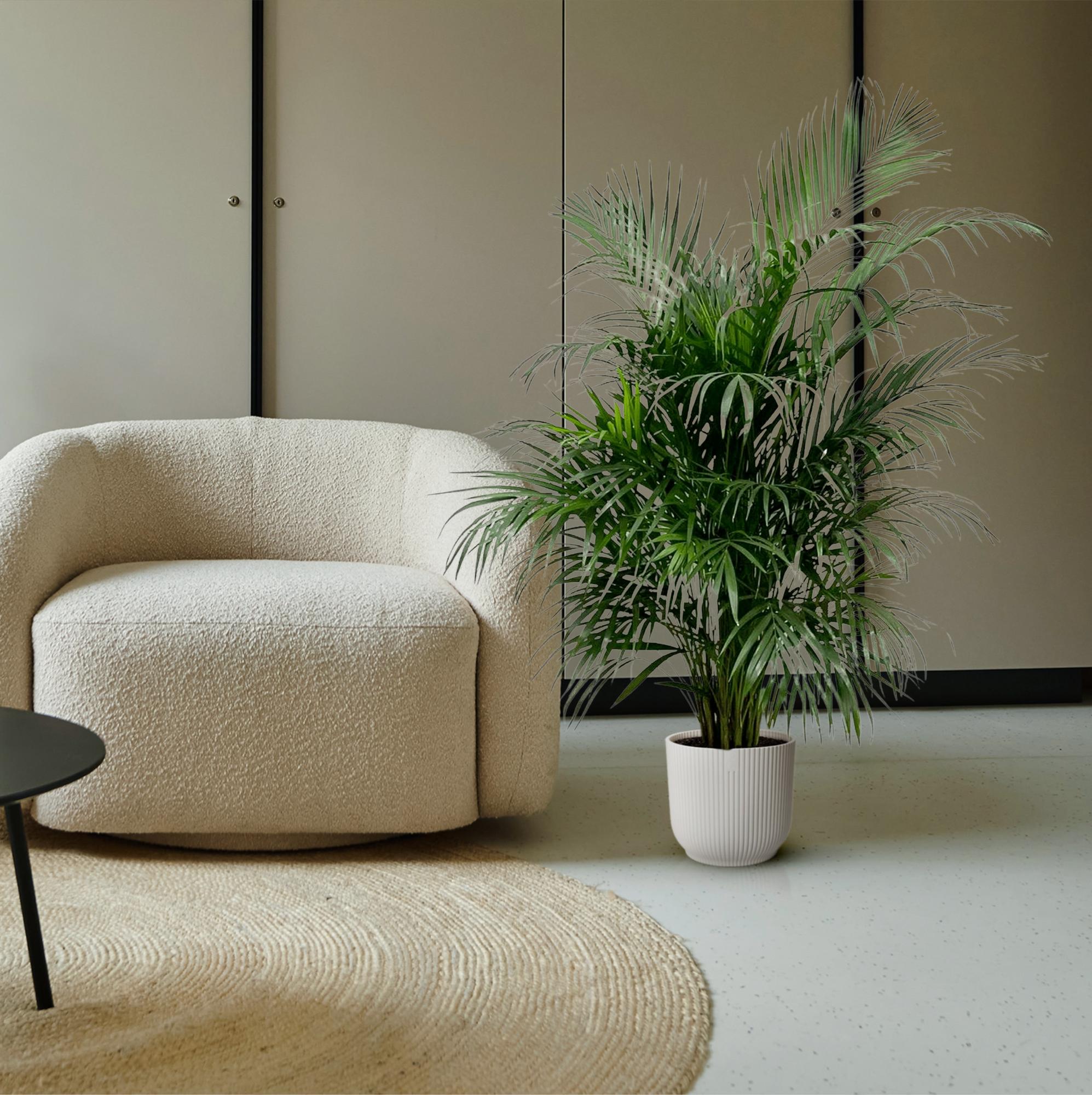 Dypsis Lutescens (Areca Palm) Ø 24 H 150 cm 5
