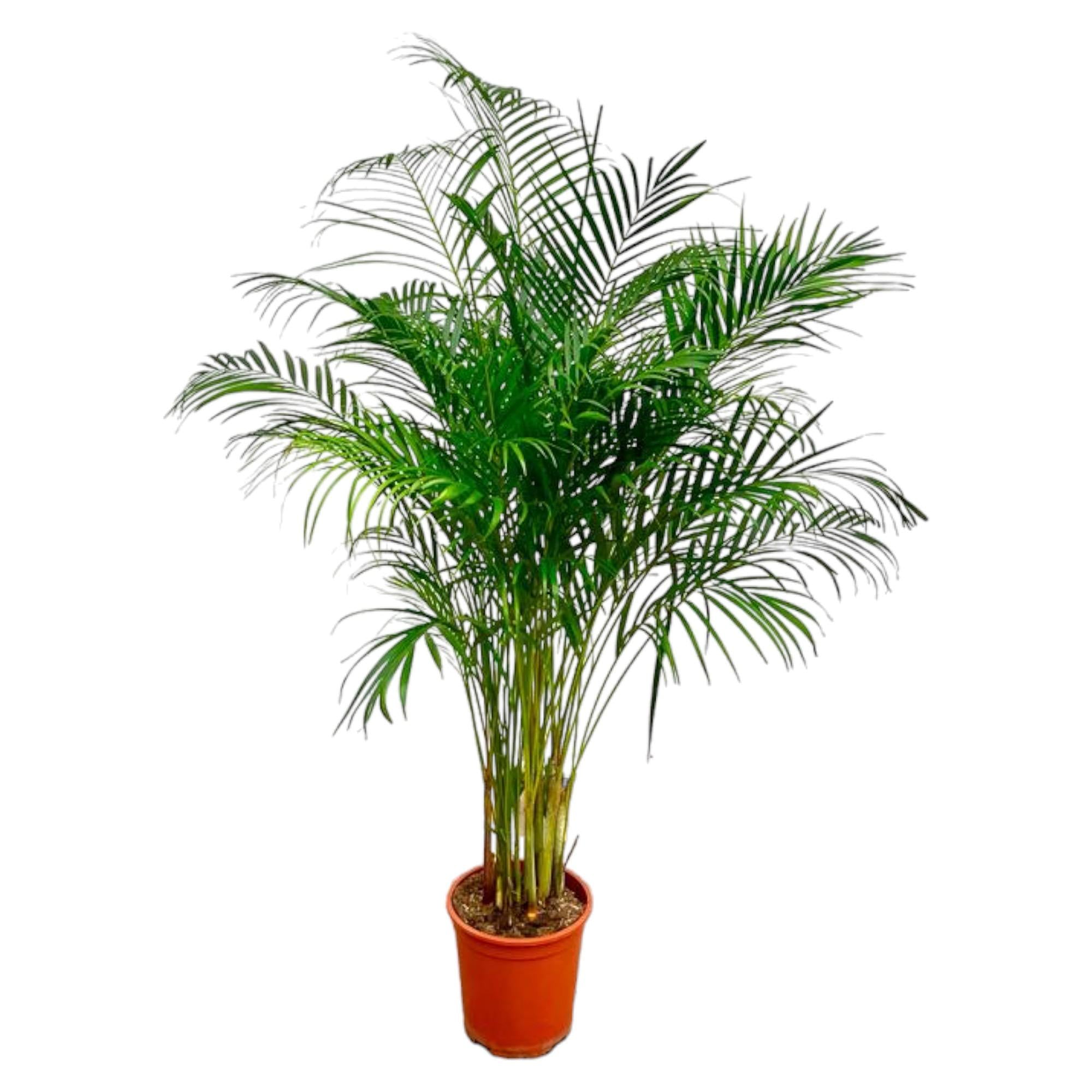 Dypsis Lutescens (Areca Palm) Ø 27 H 180 cm