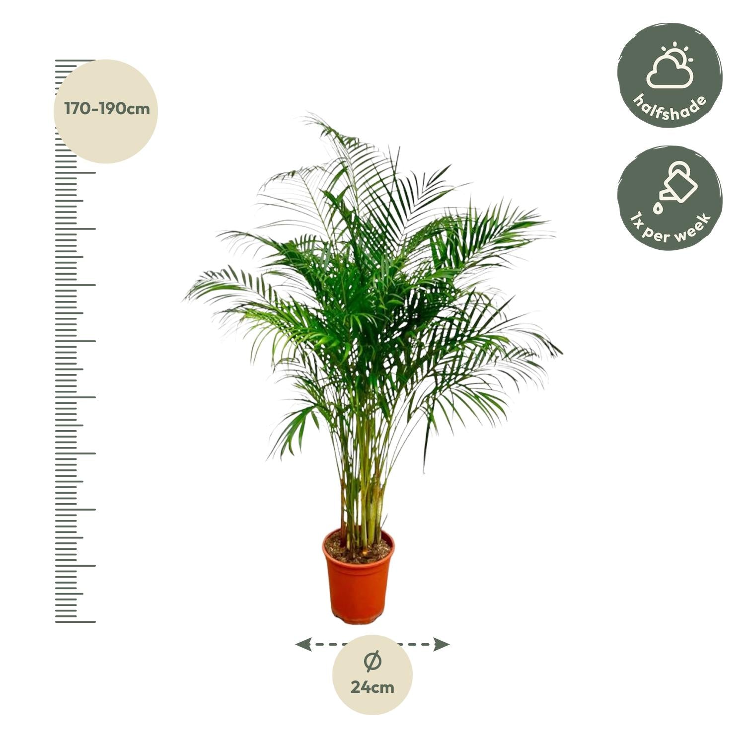 Dypsis Lutescens (Areca Palm) Ø 27 H 180 cm 2