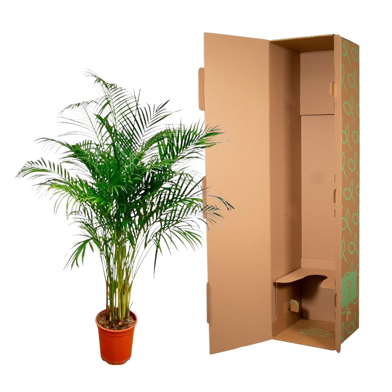 Dypsis Lutescens (Areca Palm) Ø 27 H 180 cm 3