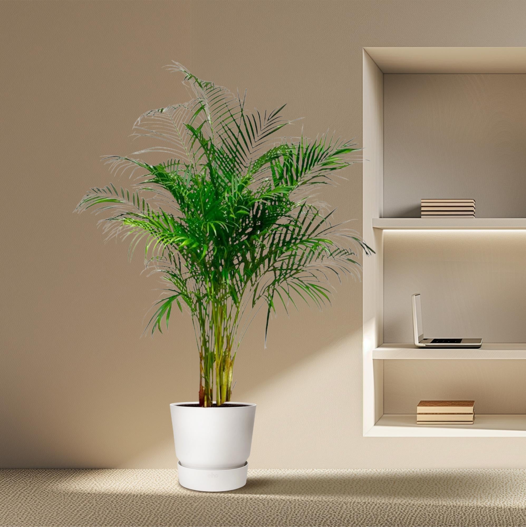 Dypsis Lutescens (Areca Palm) Ø 27 H 180 cm 4