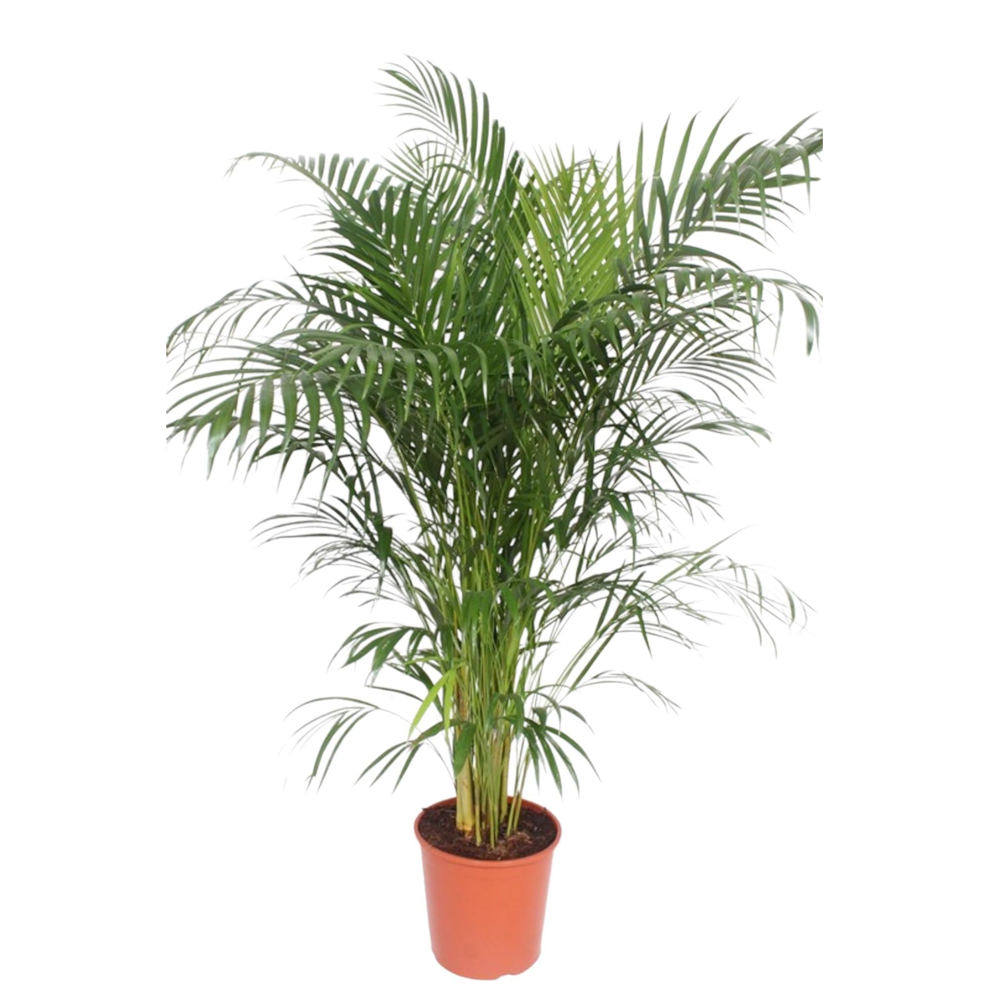 Dypsis Lutescens (Areca Palm) Ø 30 H 150 cm