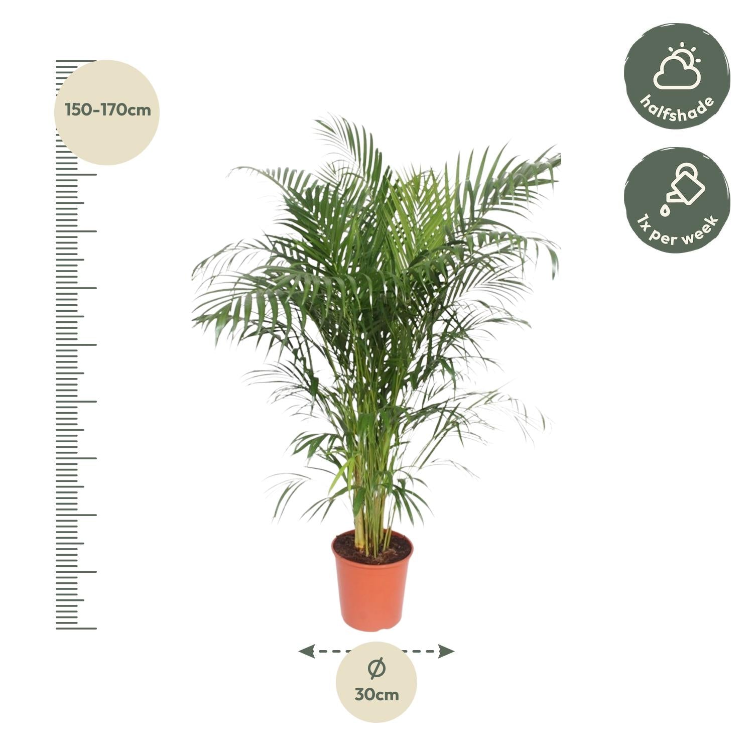 Dypsis Lutescens (Areca Palm) Ø 30 H 150 cm 2