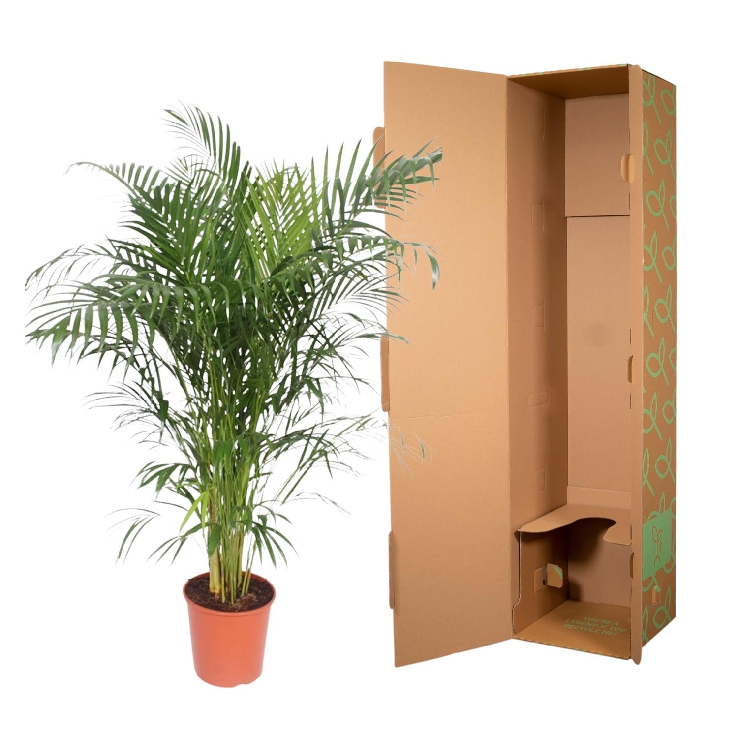 Dypsis Lutescens (Areca Palm) Ø 30 H 150 cm 3