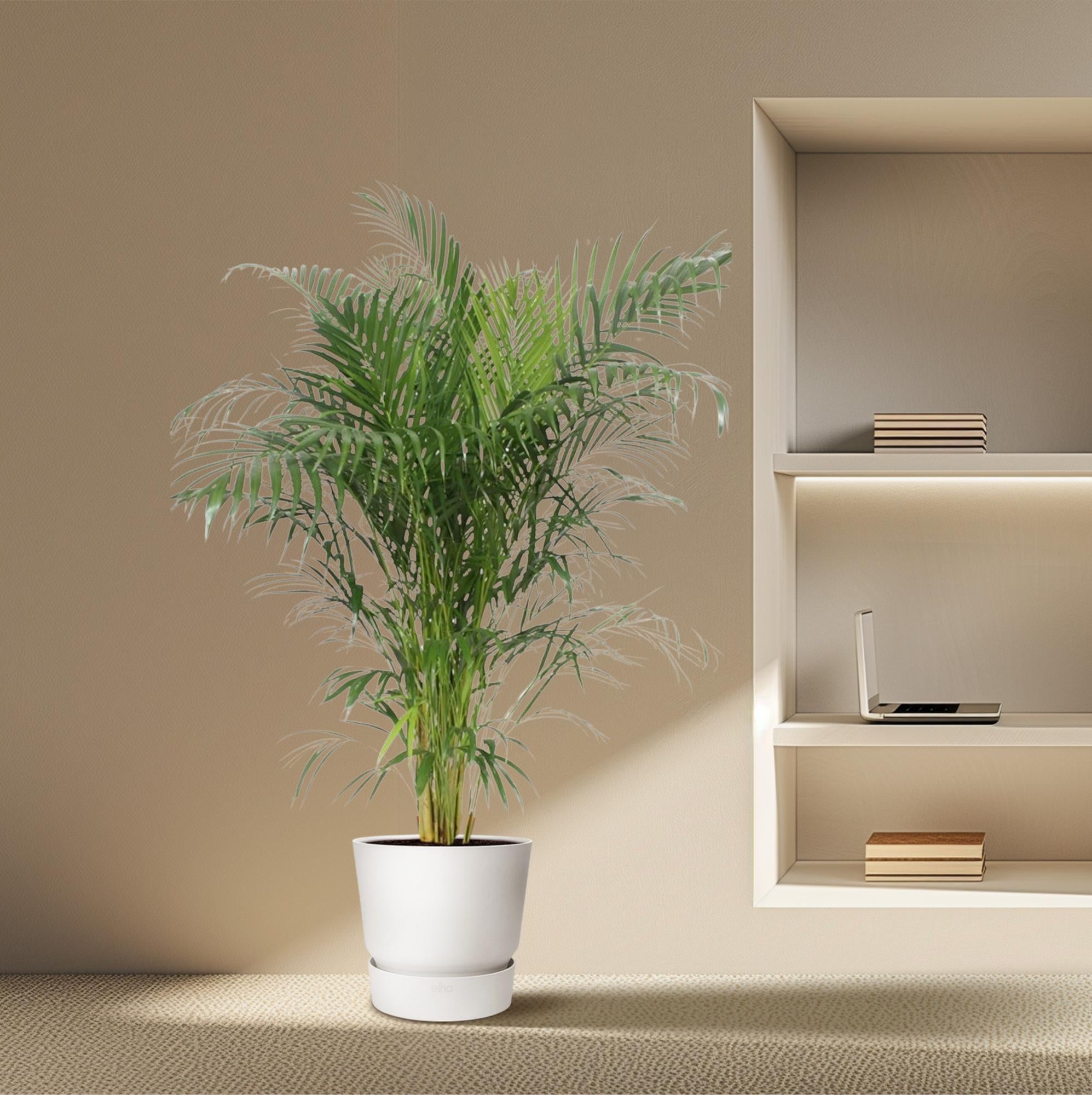 Dypsis Lutescens (Areca Palm) Ø 30 H 150 cm 4