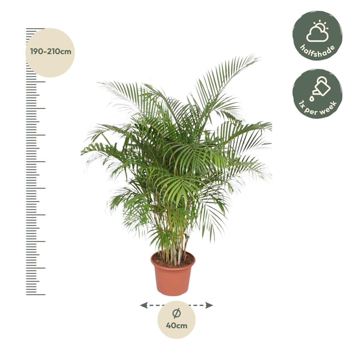 Dypsis Lutescens (Areca Palm) Ø 40 H 200 cm 2
