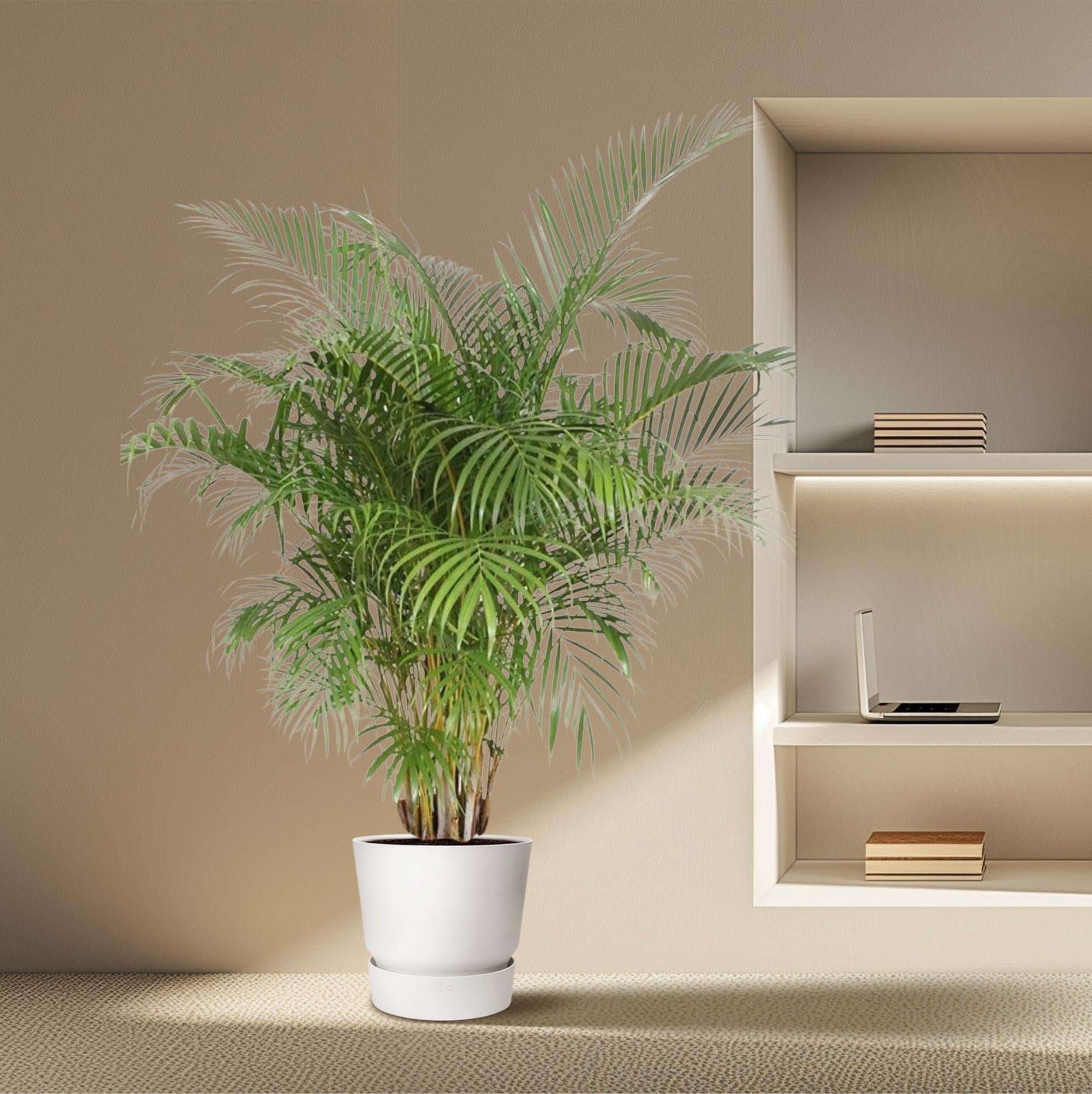 Dypsis Lutescens (Areca Palm) Ø 40 H 200 cm 4