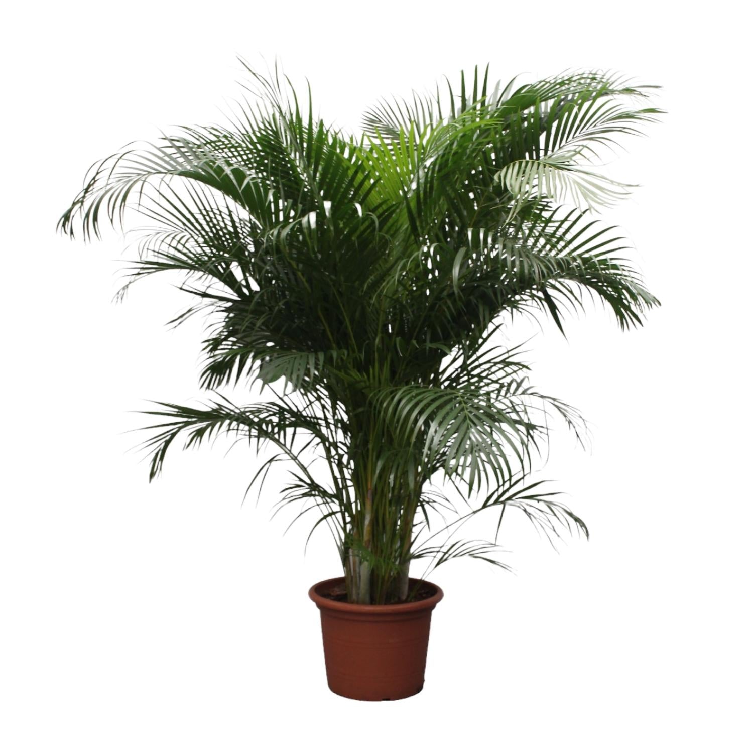 Dypsis Lutescens (Areca Palm) Ø 40 H 230 cm