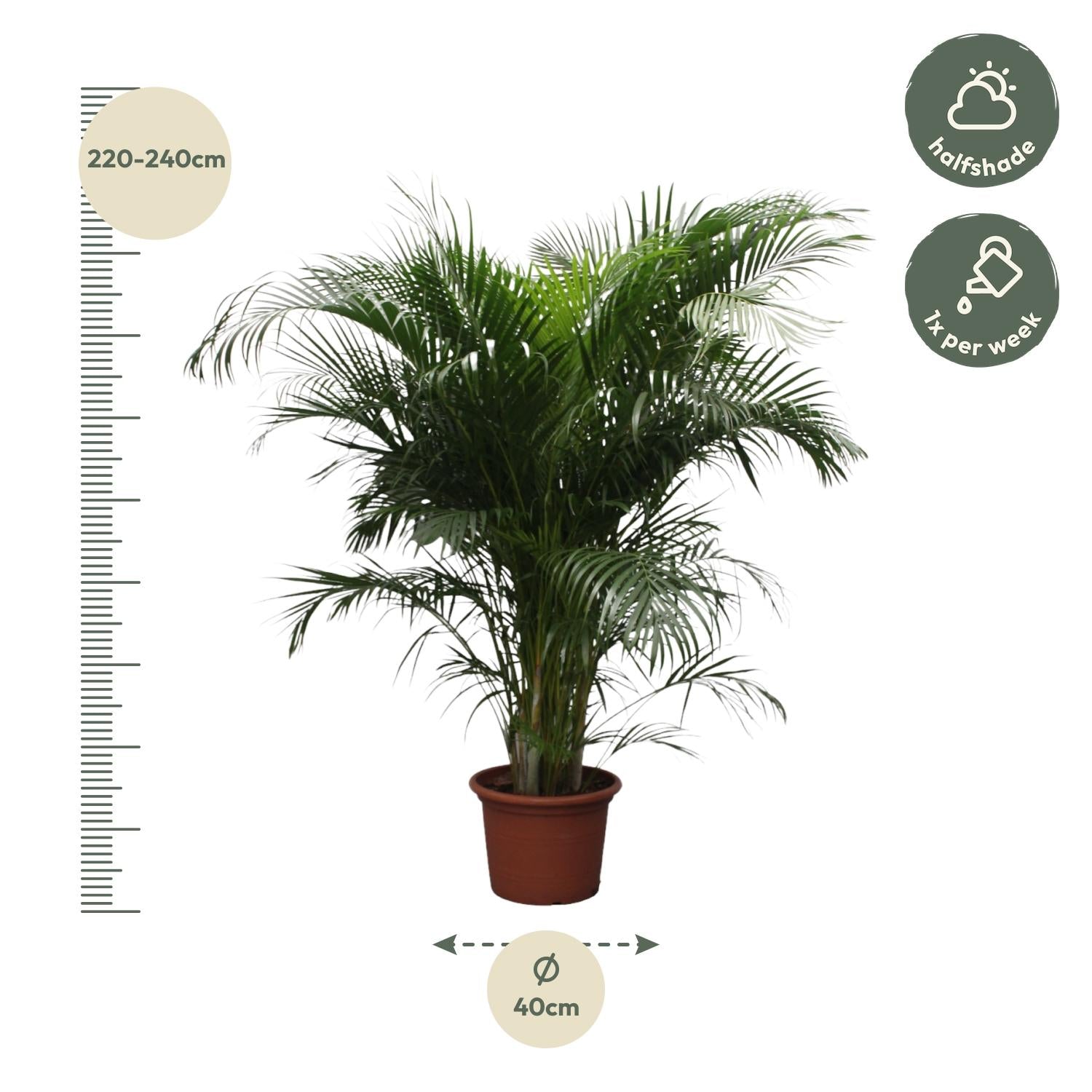 Dypsis Lutescens (Areca Palm) Ø 40 H 230 cm 2