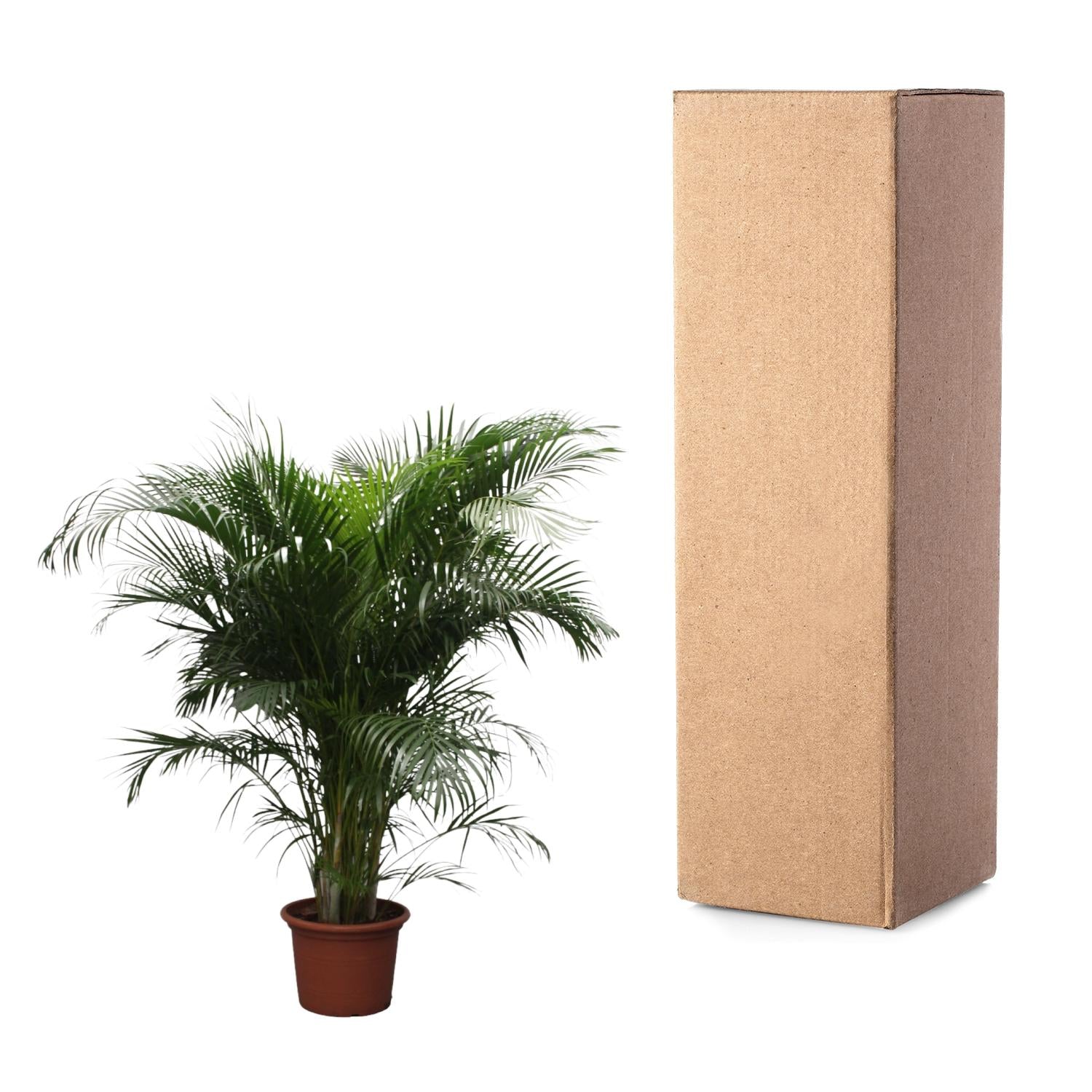 Dypsis Lutescens (Areca Palm) Ø 40 H 230 cm 3