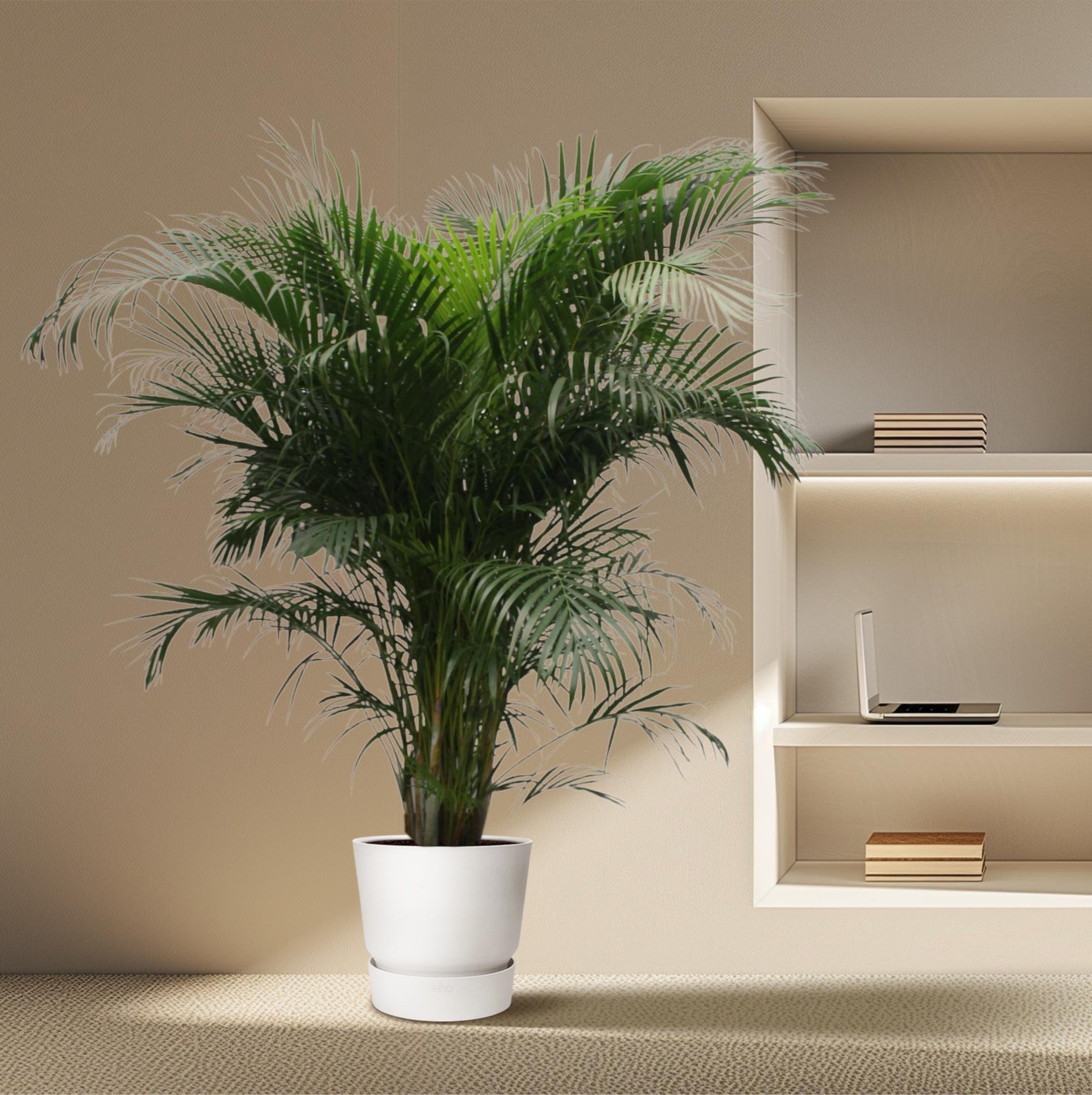 Dypsis Lutescens (Areca Palm) Ø 40 H 230 cm 4