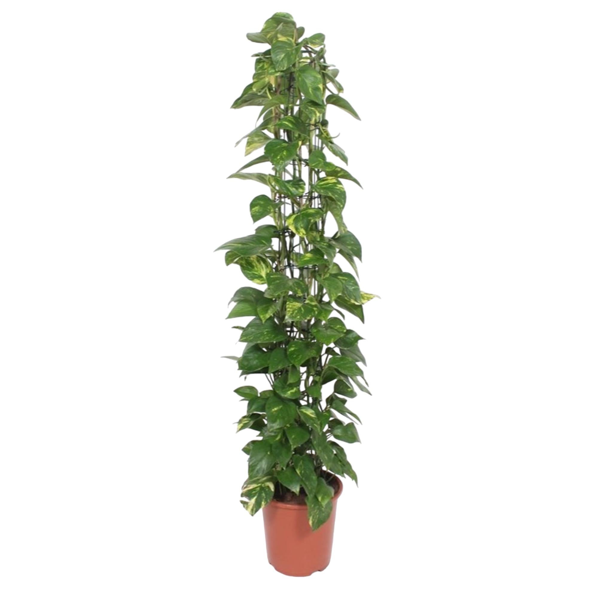 Epipremnum Aureum Inclusief Gaasrek Ø 27 H 160 cm