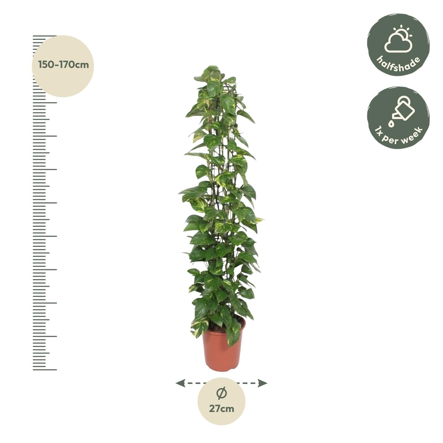 Epipremnum Aureum Inclusief Gaasrek Ø 27 H 160 cm 2