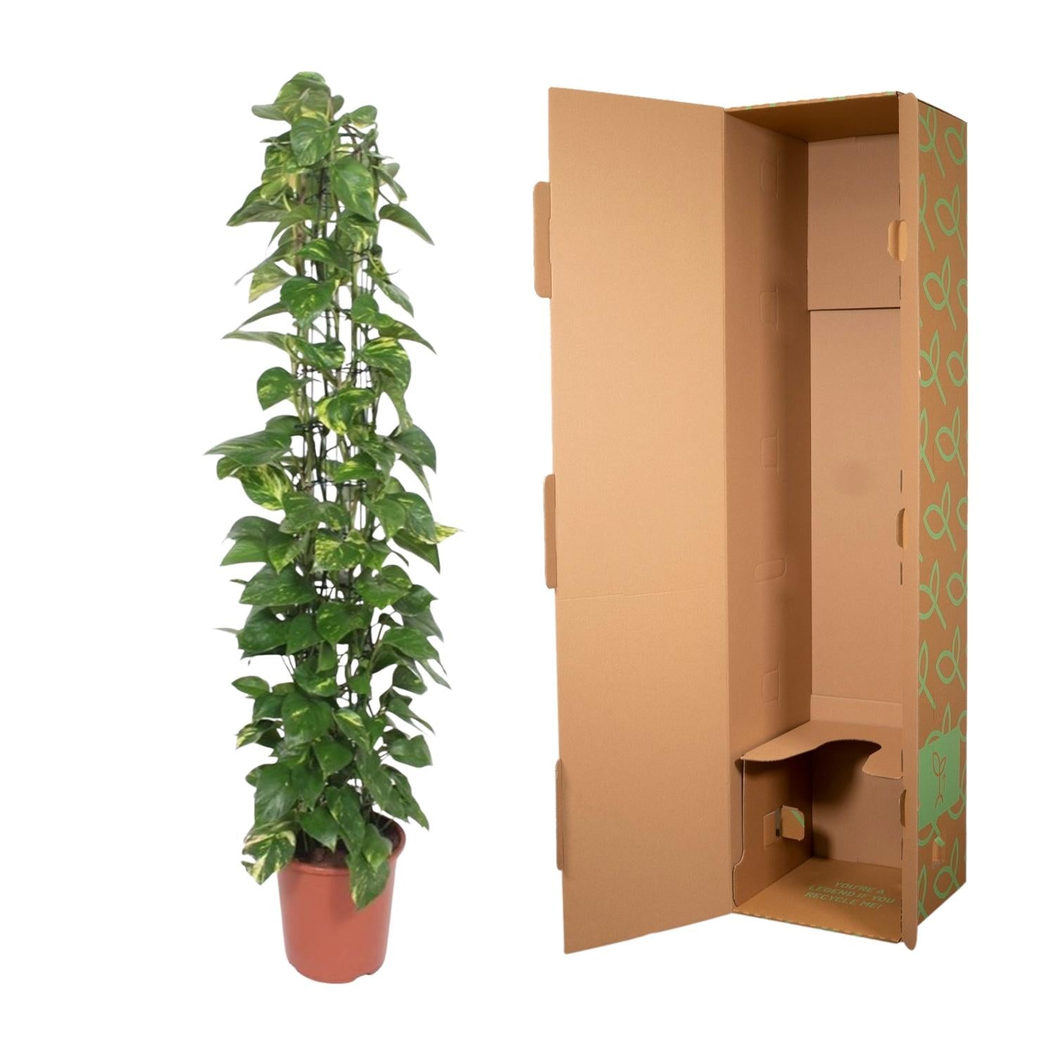 Epipremnum Aureum Inclusief Gaasrek Ø 27 H 160 cm 3