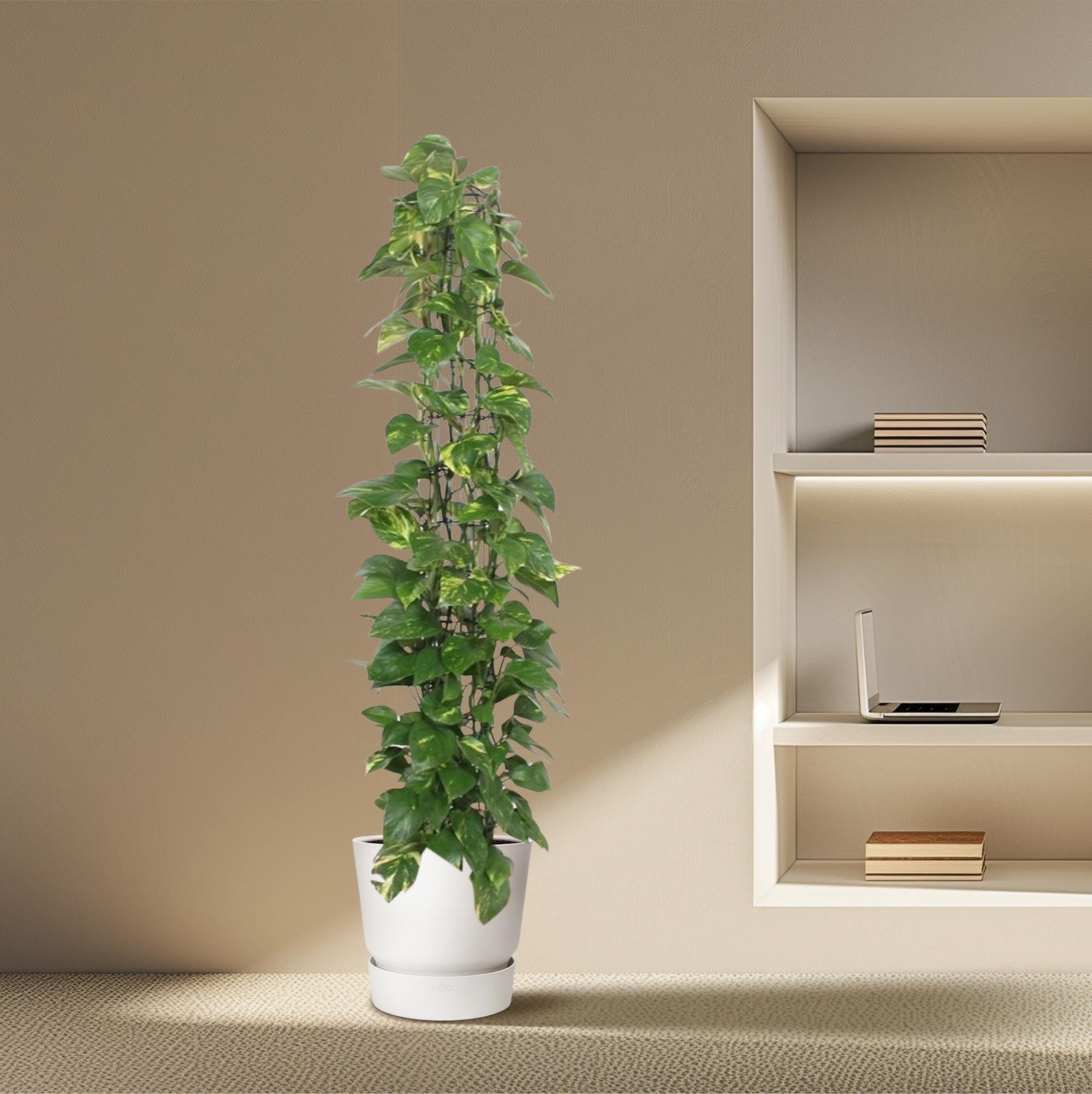 Epipremnum Aureum Inclusief Gaasrek Ø 27 H 160 cm 4