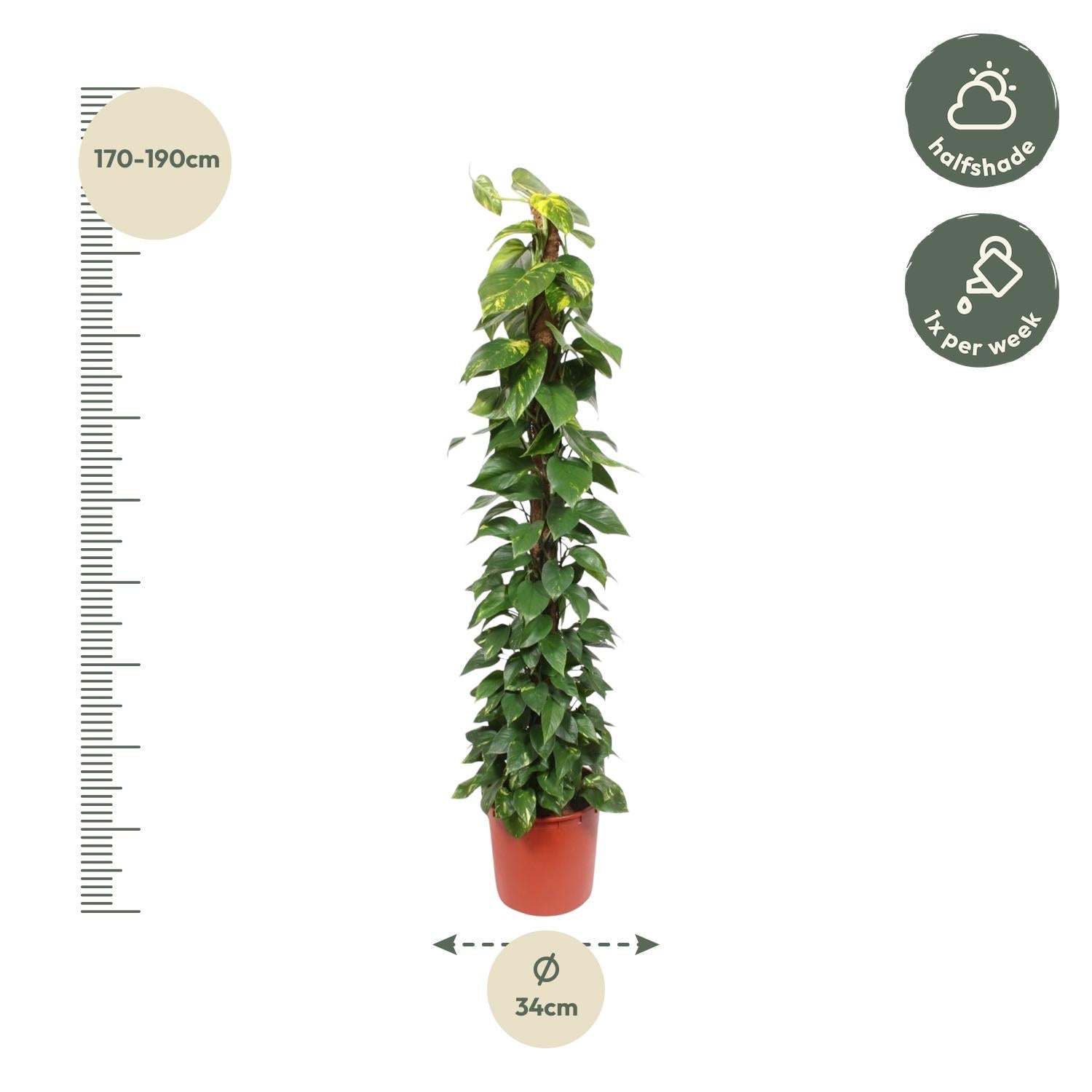 Epipremnum Aureum Inclusief Mosstok Ø 34 H 180 cm 2