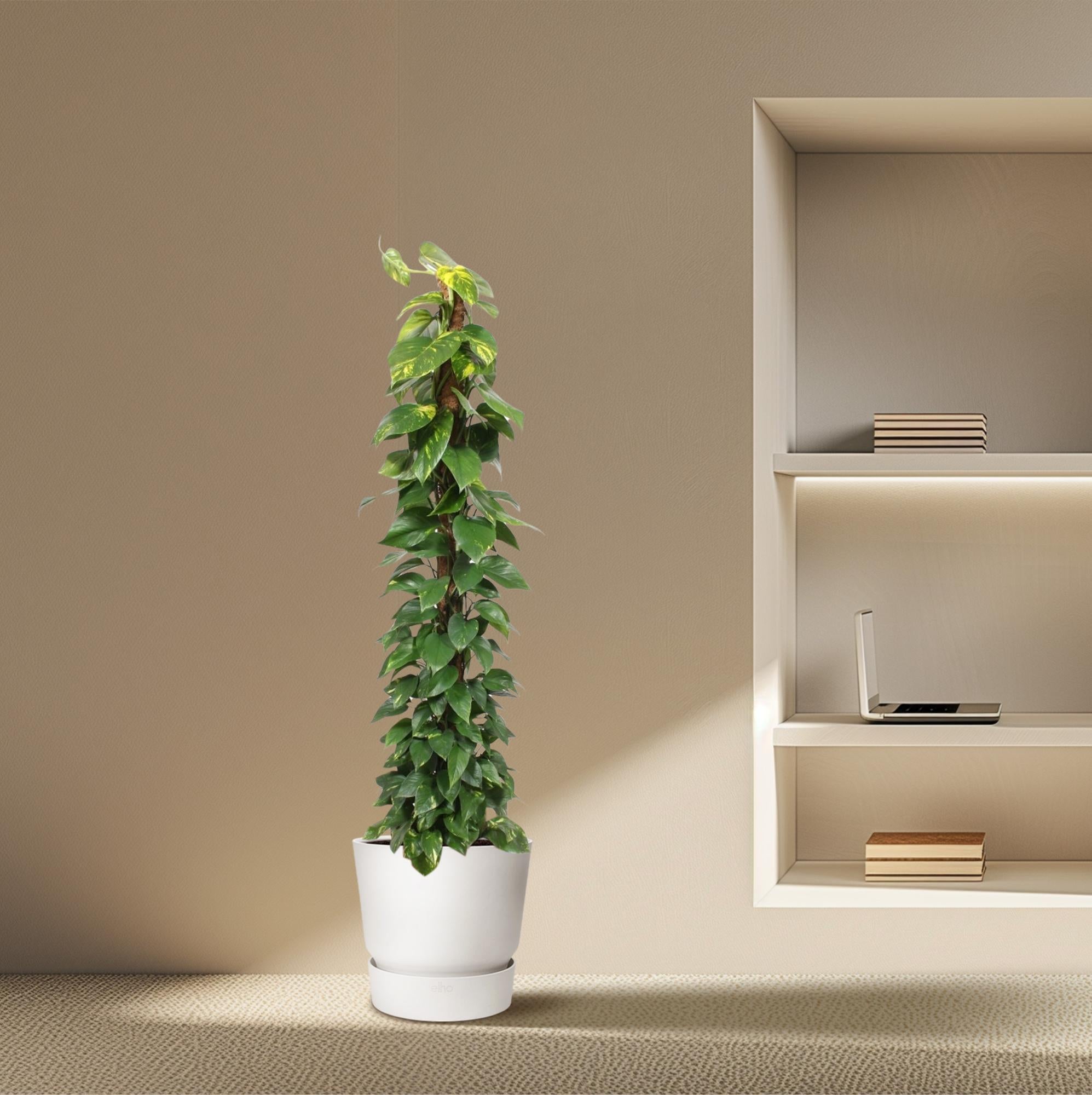 Epipremnum Aureum Inclusief Mosstok Ø 34 H 180 cm 4