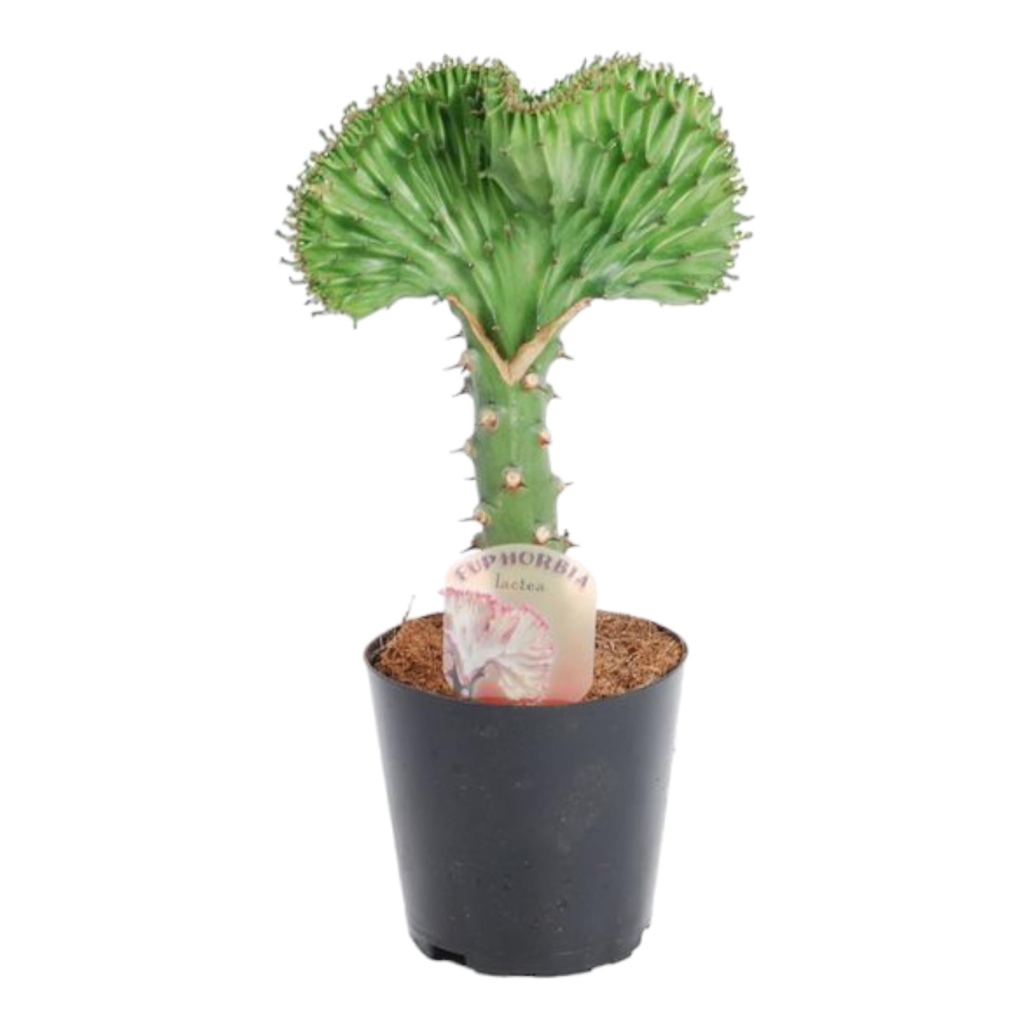 Euphorbia Lactea Cristata Groen Ø 10,5 H 30 cm