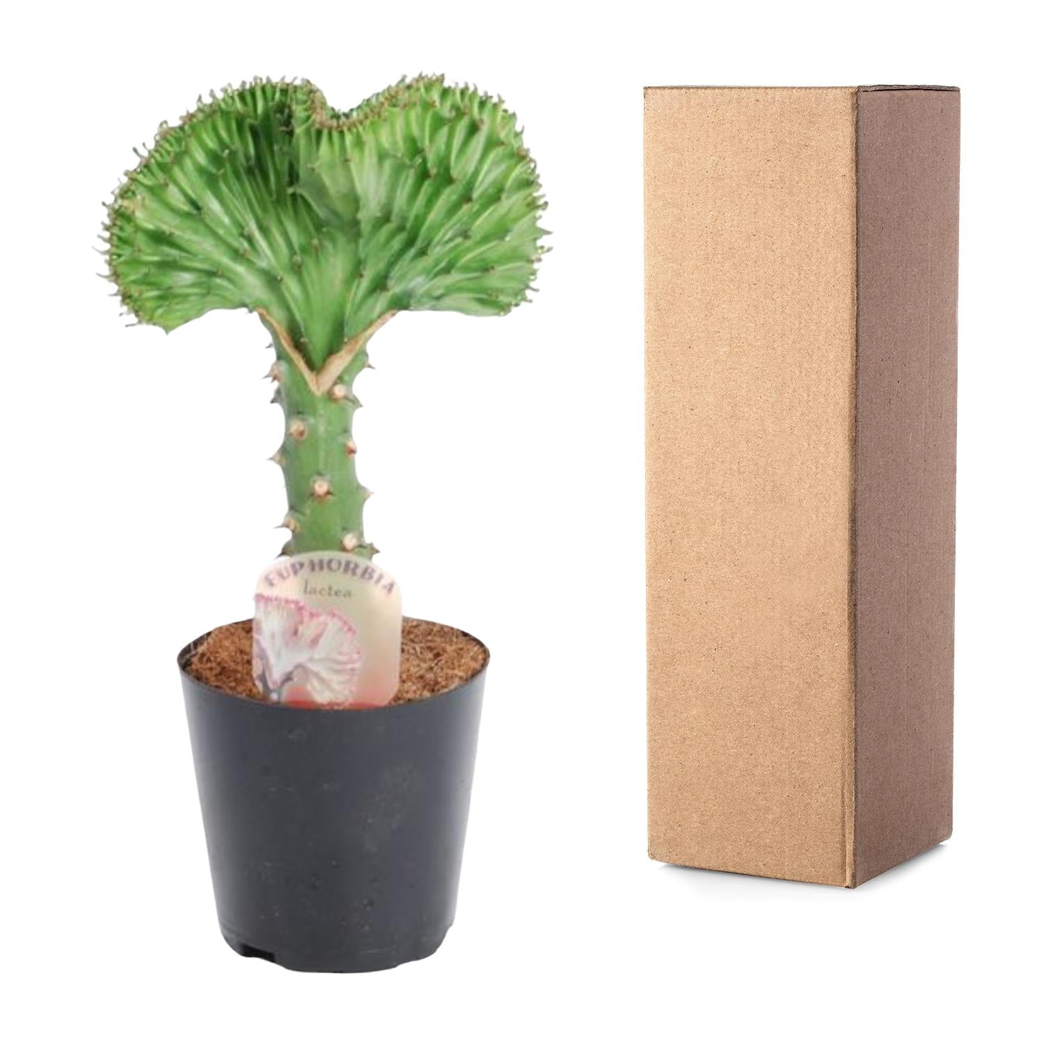 Euphorbia Lactea Cristata Groen Ø 10,5 H 30 cm 3