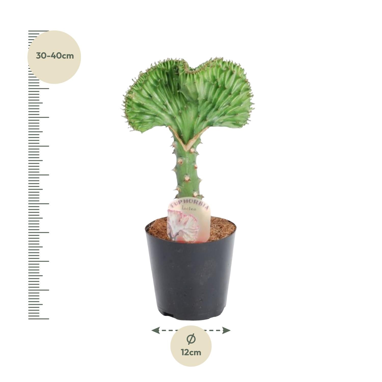 Euphorbia Lactea Cristata Groen Ø 12 H 35 cm 2