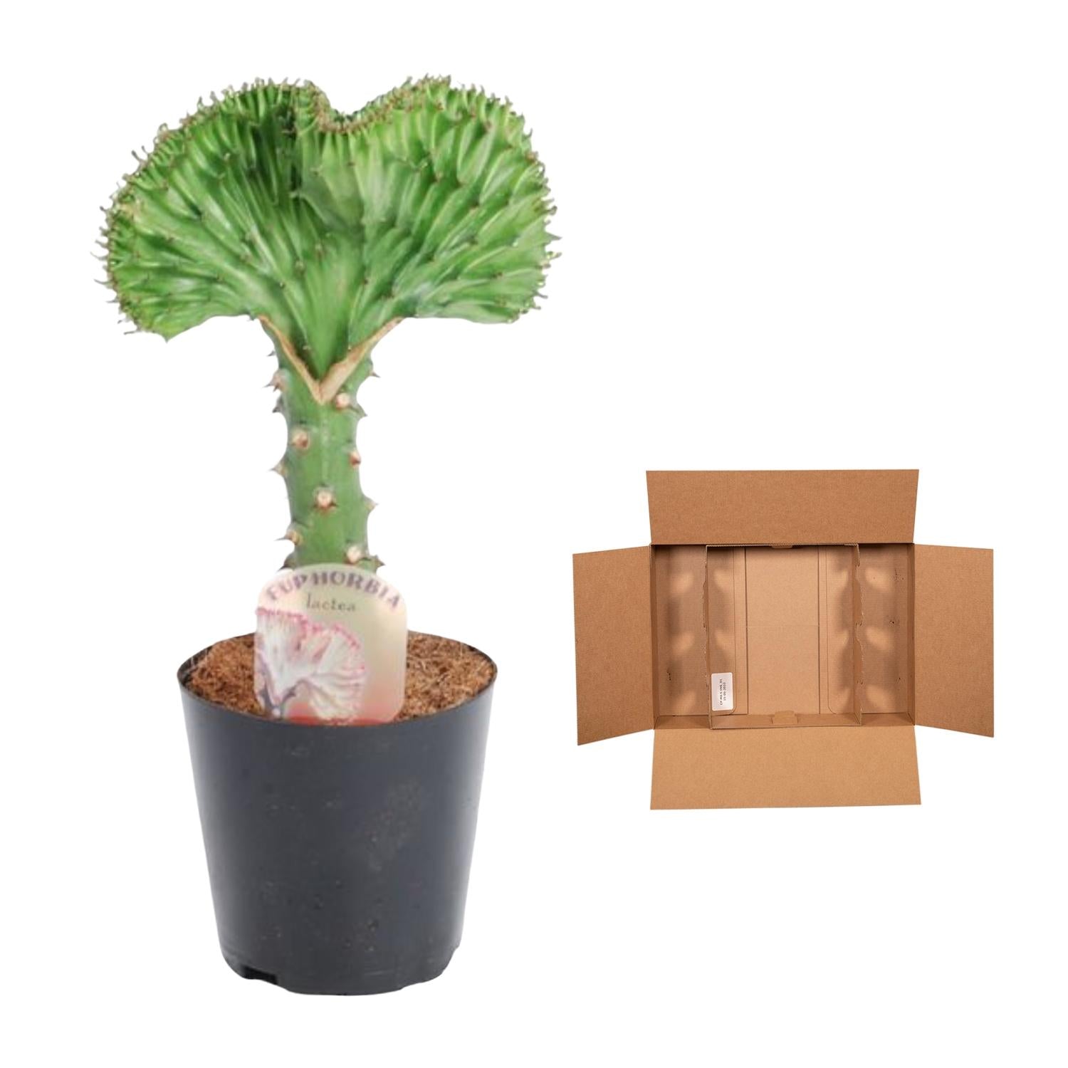 Euphorbia Lactea Cristata Groen Ø 12 H 35 cm 3