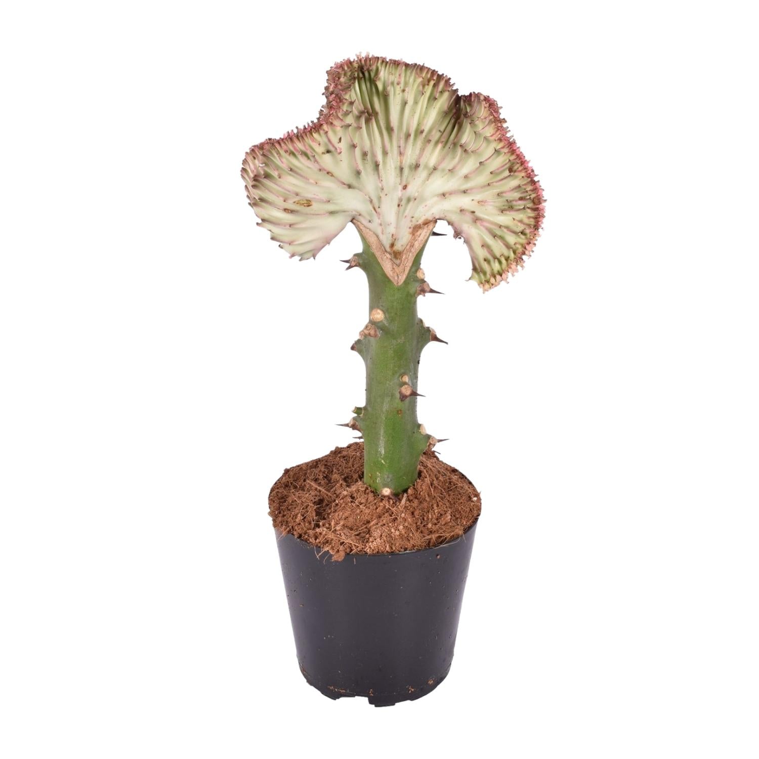 Euphorbia Lactea Cristata Rood Ø 10,5 H 30 cm 2