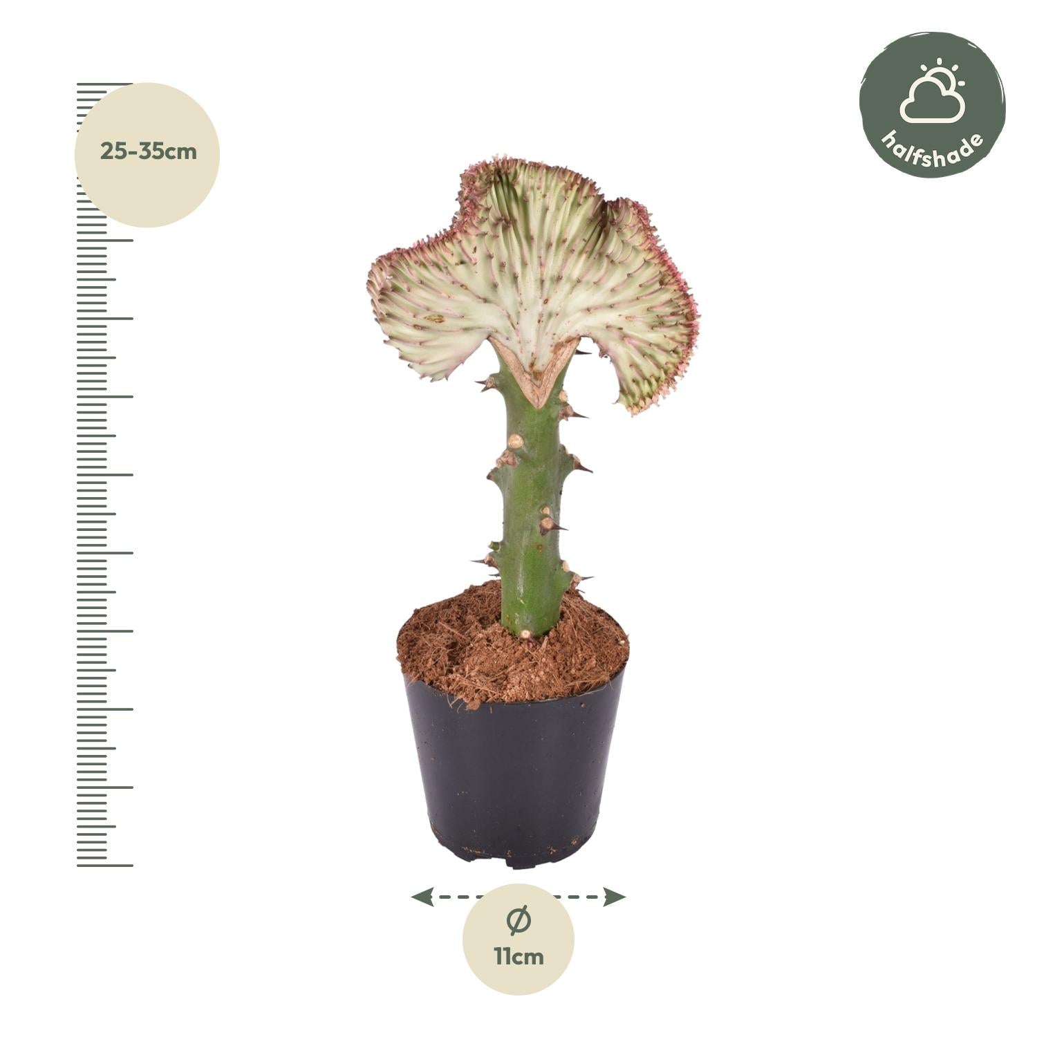 Euphorbia Lactea Cristata Rood Ø 10,5 H 30 cm 3