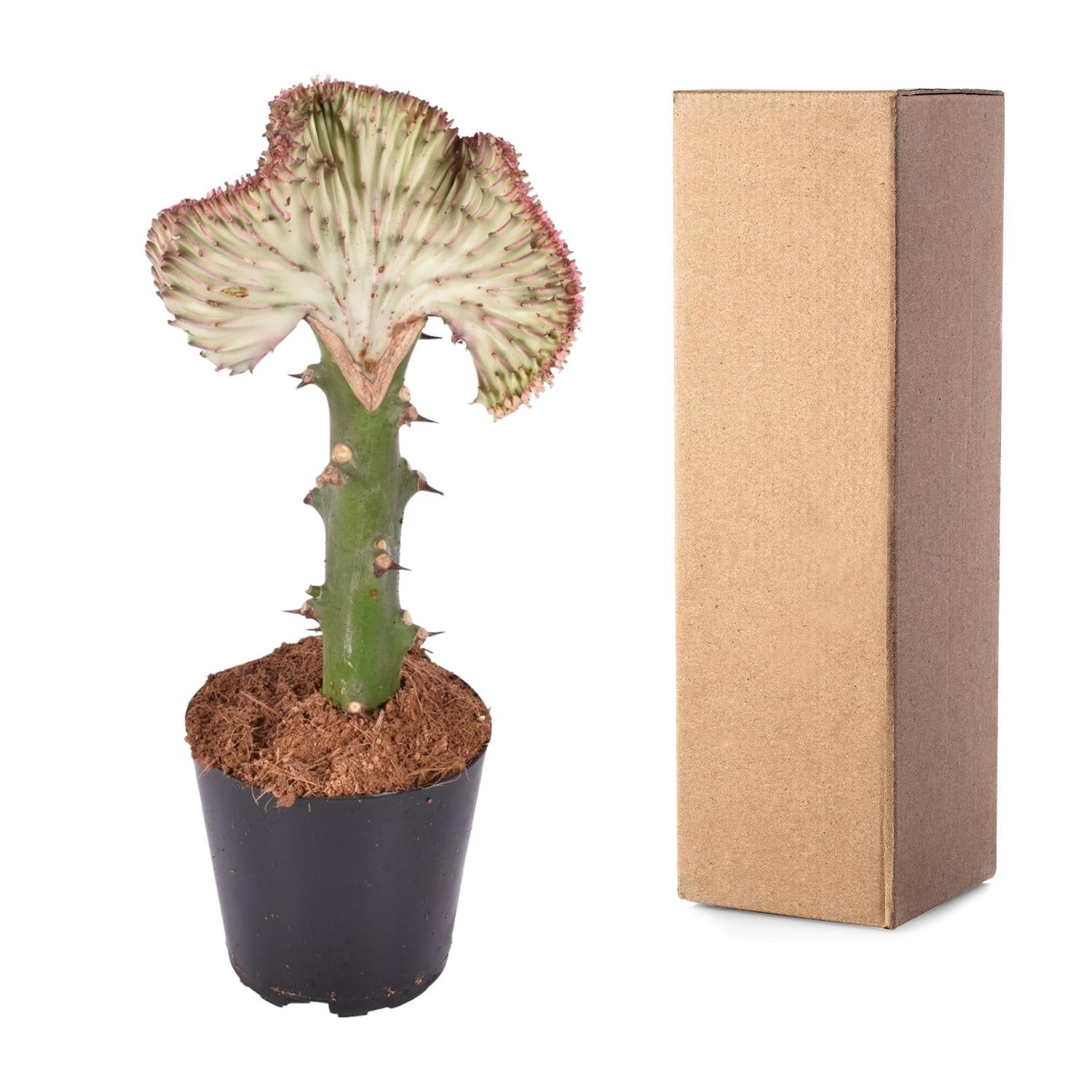 Euphorbia Lactea Cristata Rood Ø 10,5 H 30 cm 4
