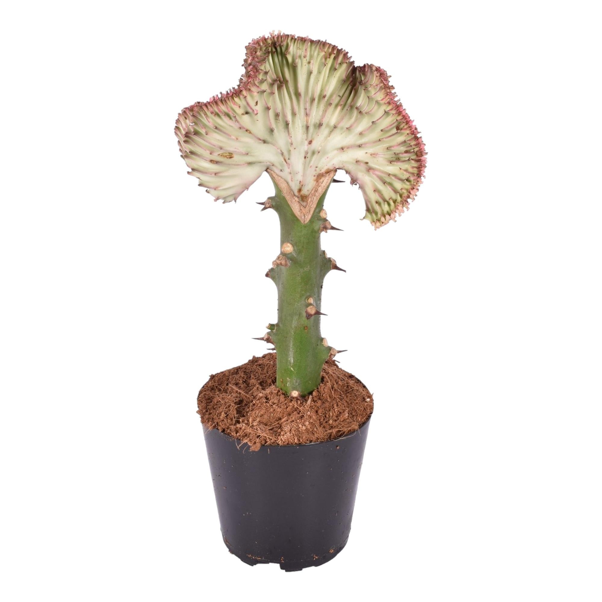 Euphorbia Lactea Cristata Rood Ø 12 H 35 cm