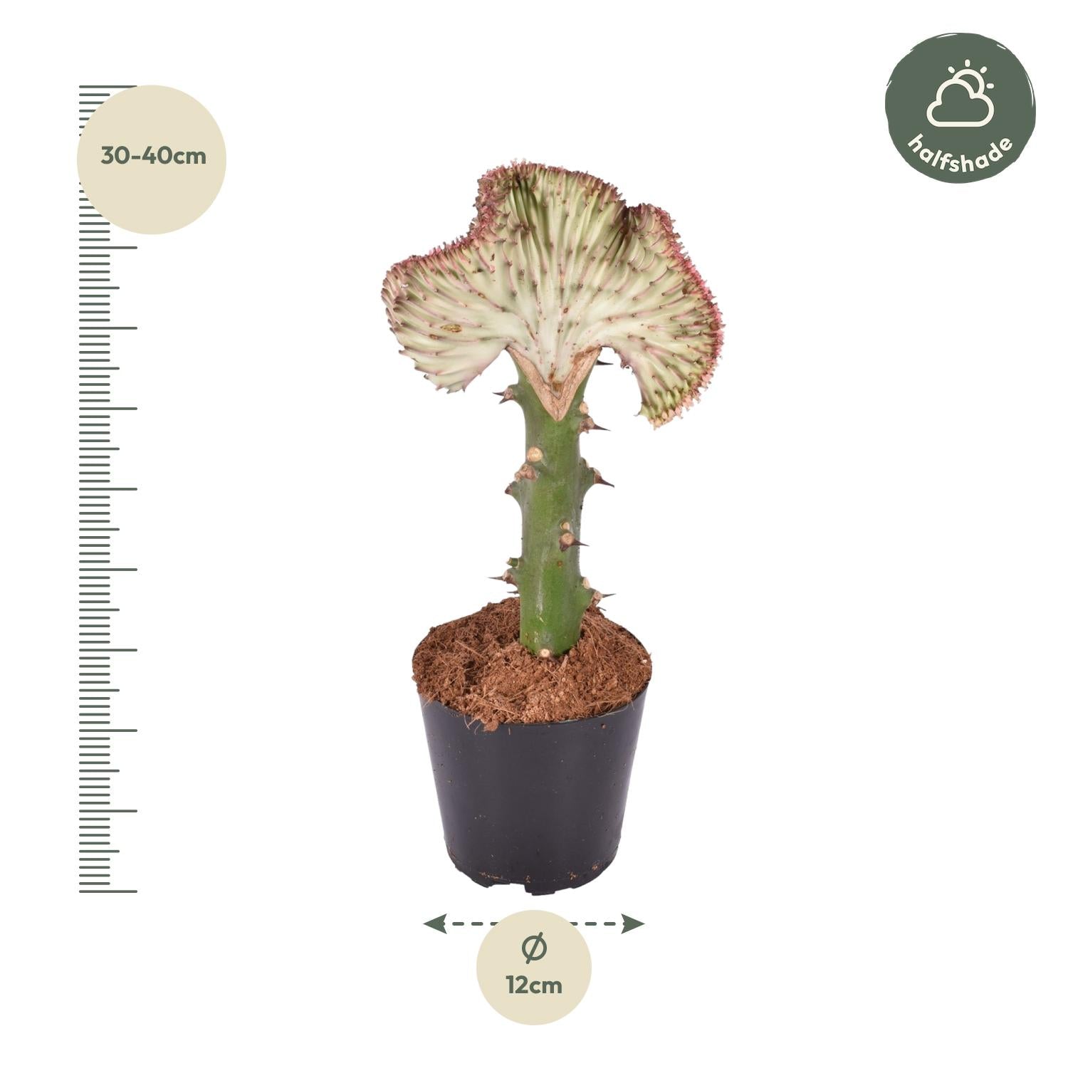 Euphorbia Lactea Cristata Rood Ø 12 H 35 cm 2
