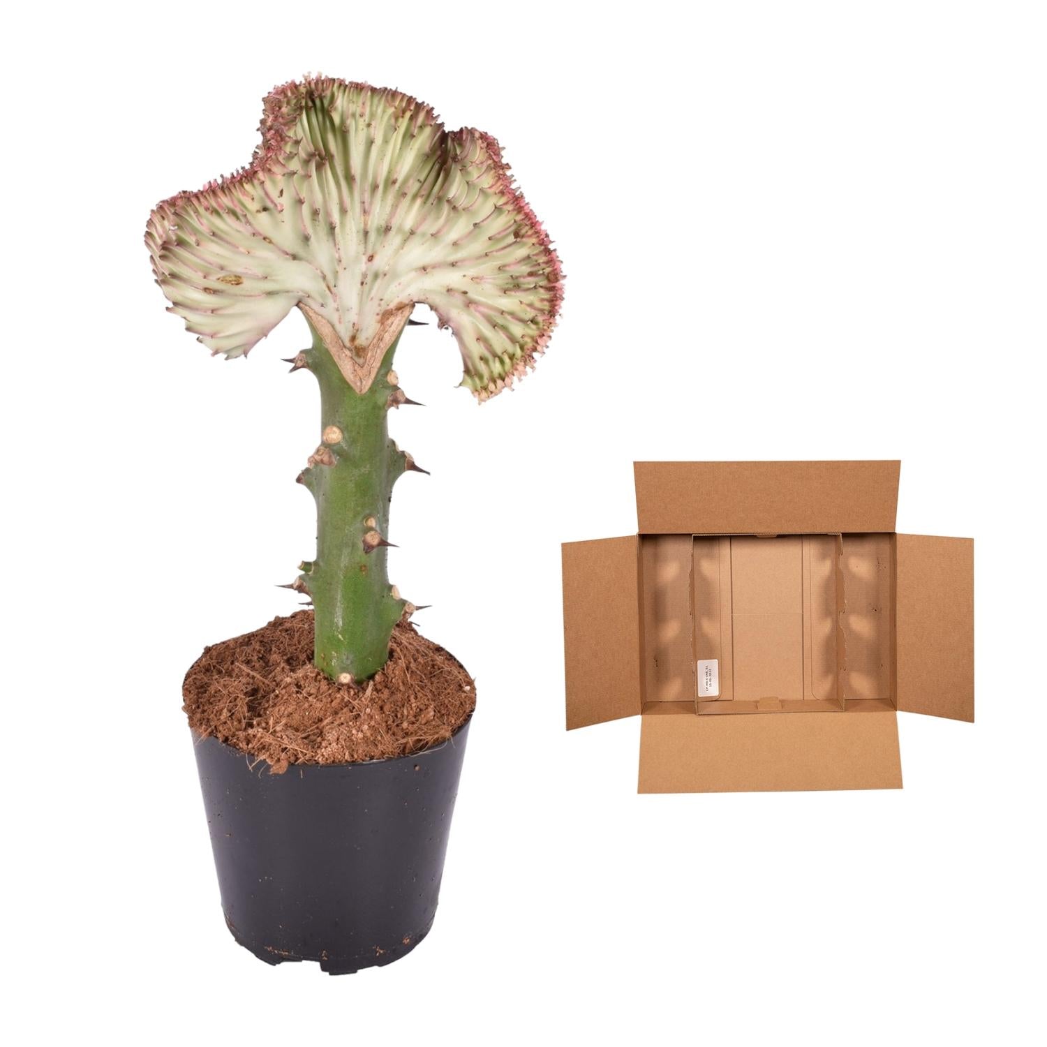 Euphorbia Lactea Cristata Rood Ø 12 H 35 cm 3