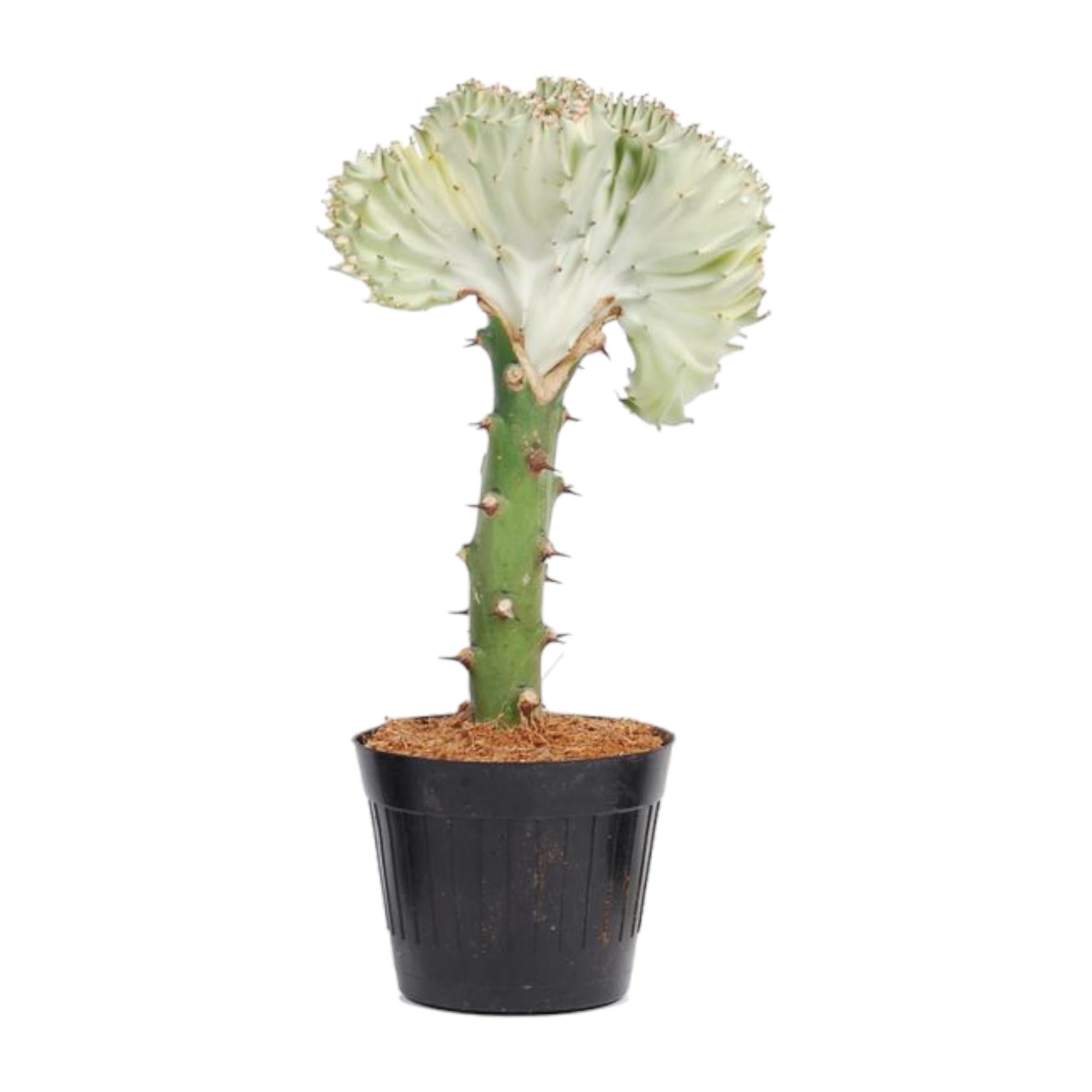 Euphorbia Lactea Cristata Wit Ø 10,5 H 30 cm