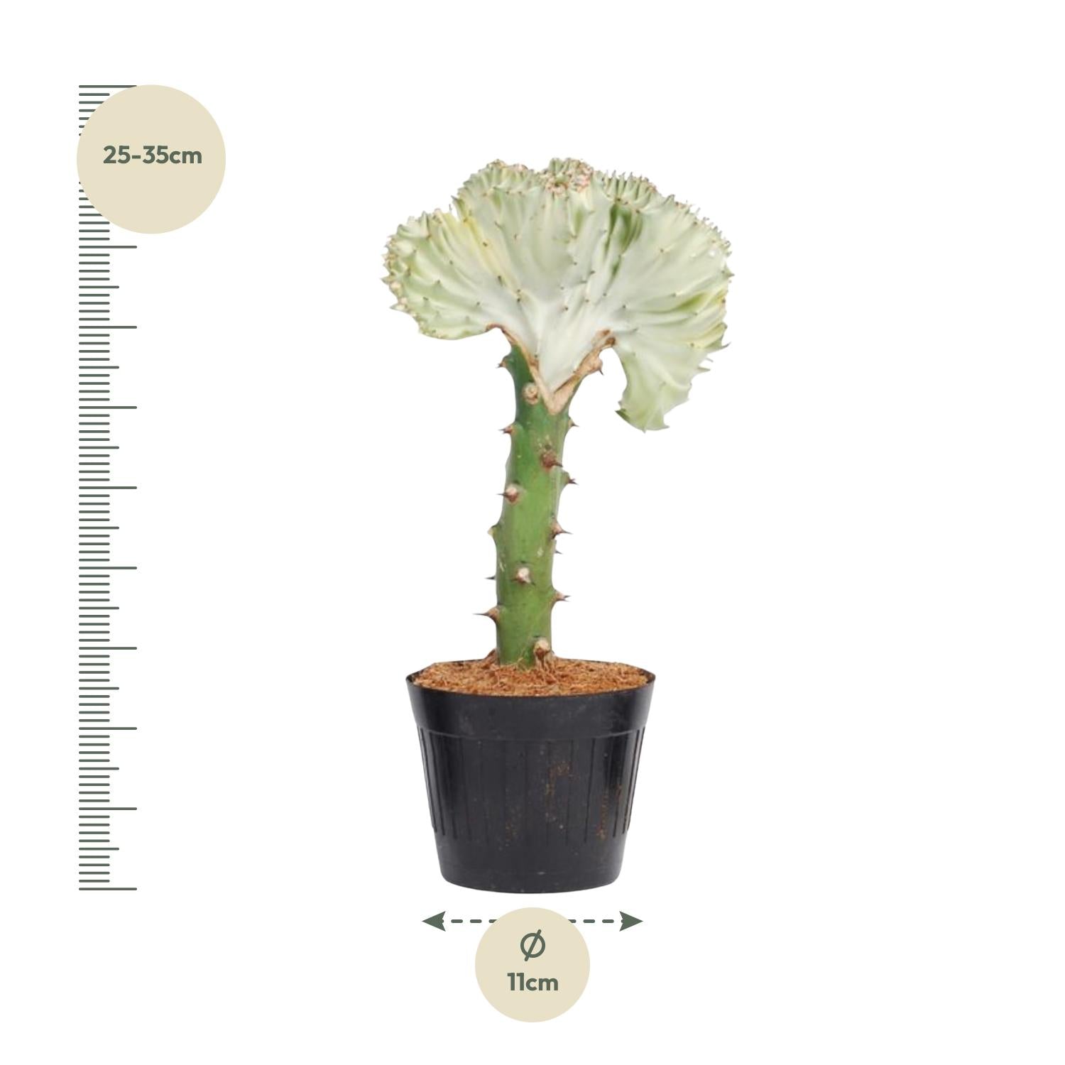 Euphorbia Lactea Cristata Wit Ø 10,5 H 30 cm 2